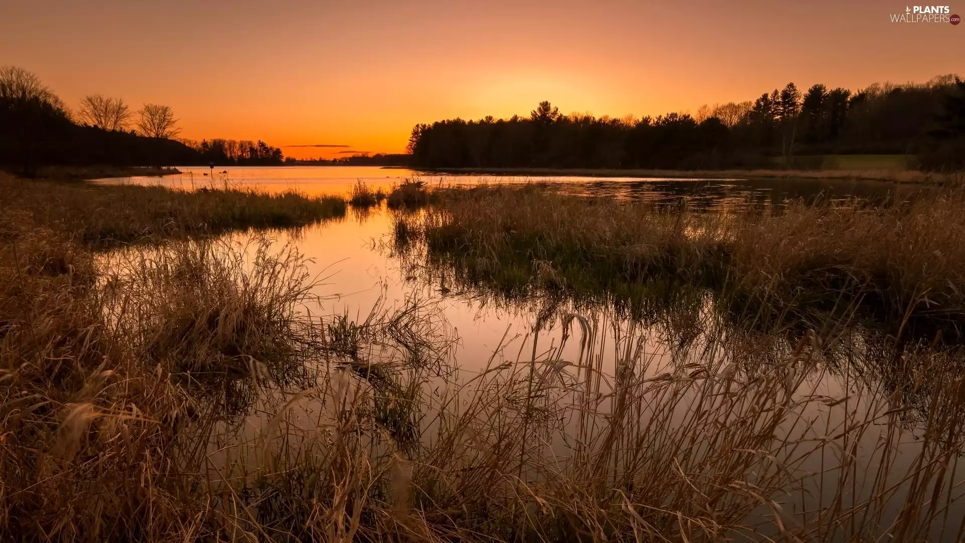 viewes, Great Sunsets, grass, trees, River