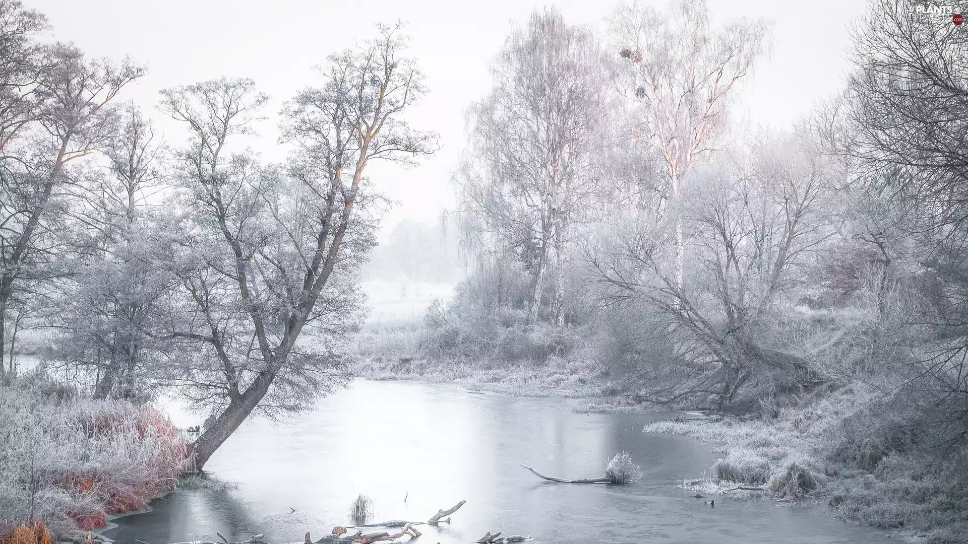 frosty, winter, viewes, grass, trees, River
