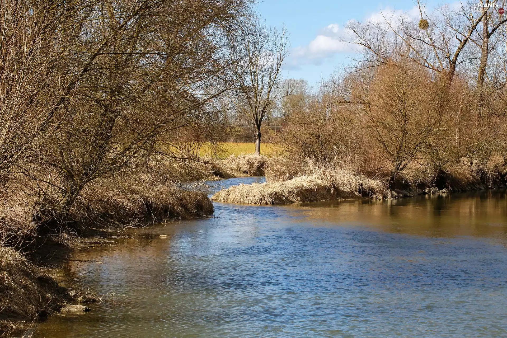 leafless, autumn, viewes, grass, trees, River