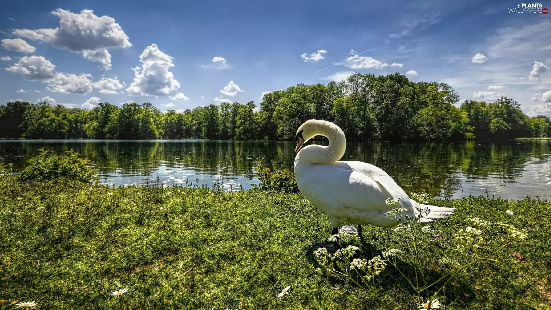 Meadow, Swans, viewes, grass, trees, River