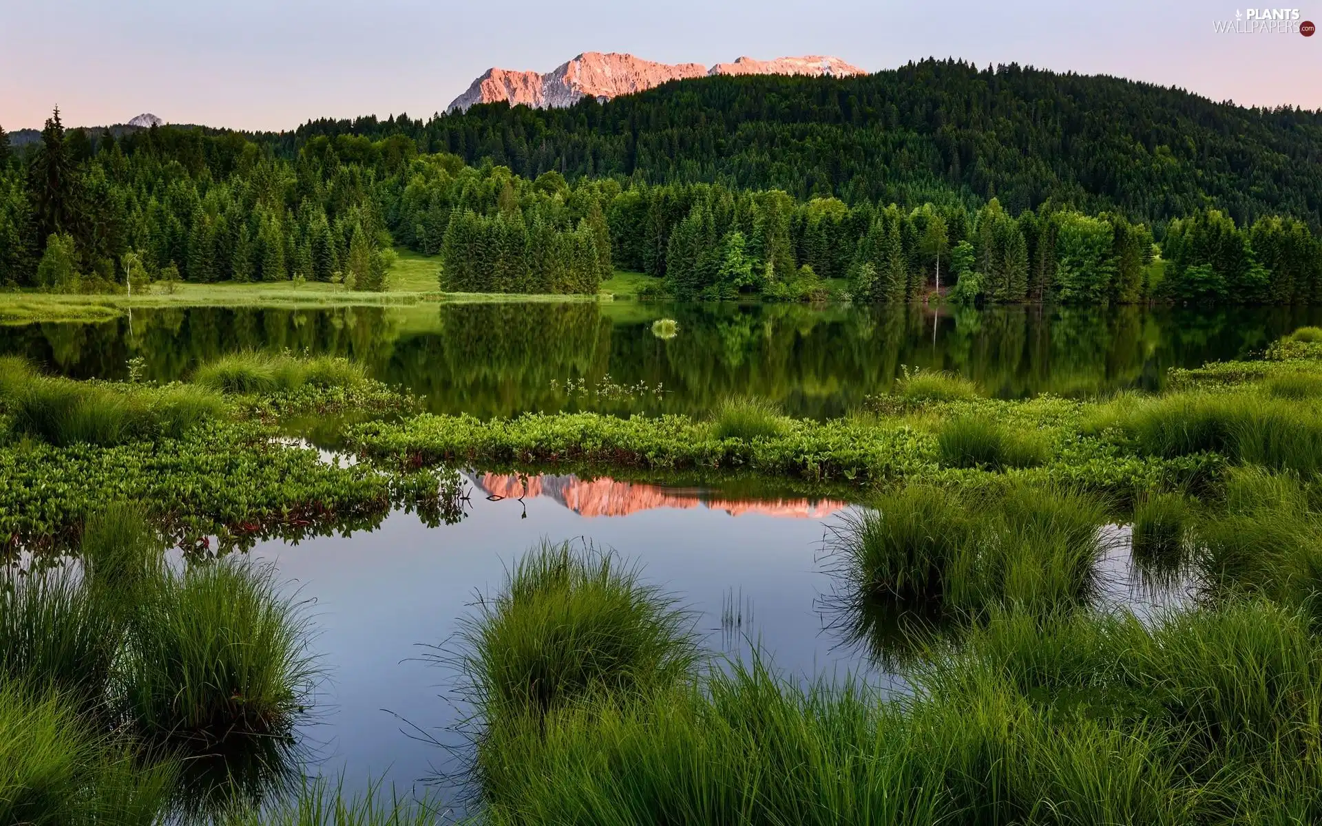 River, woods, grass, Mountains