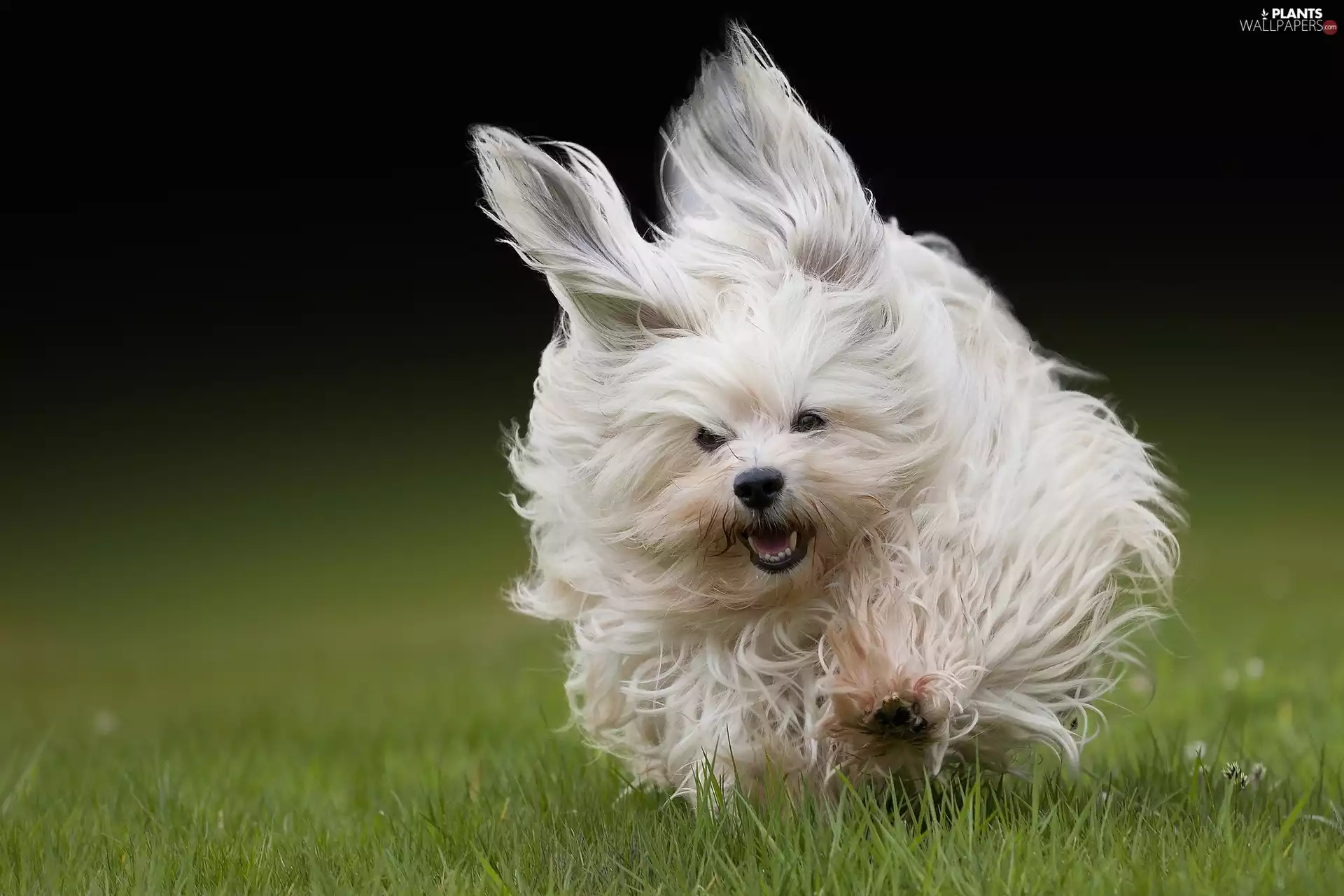 White, grass, Running Havanese, doggy