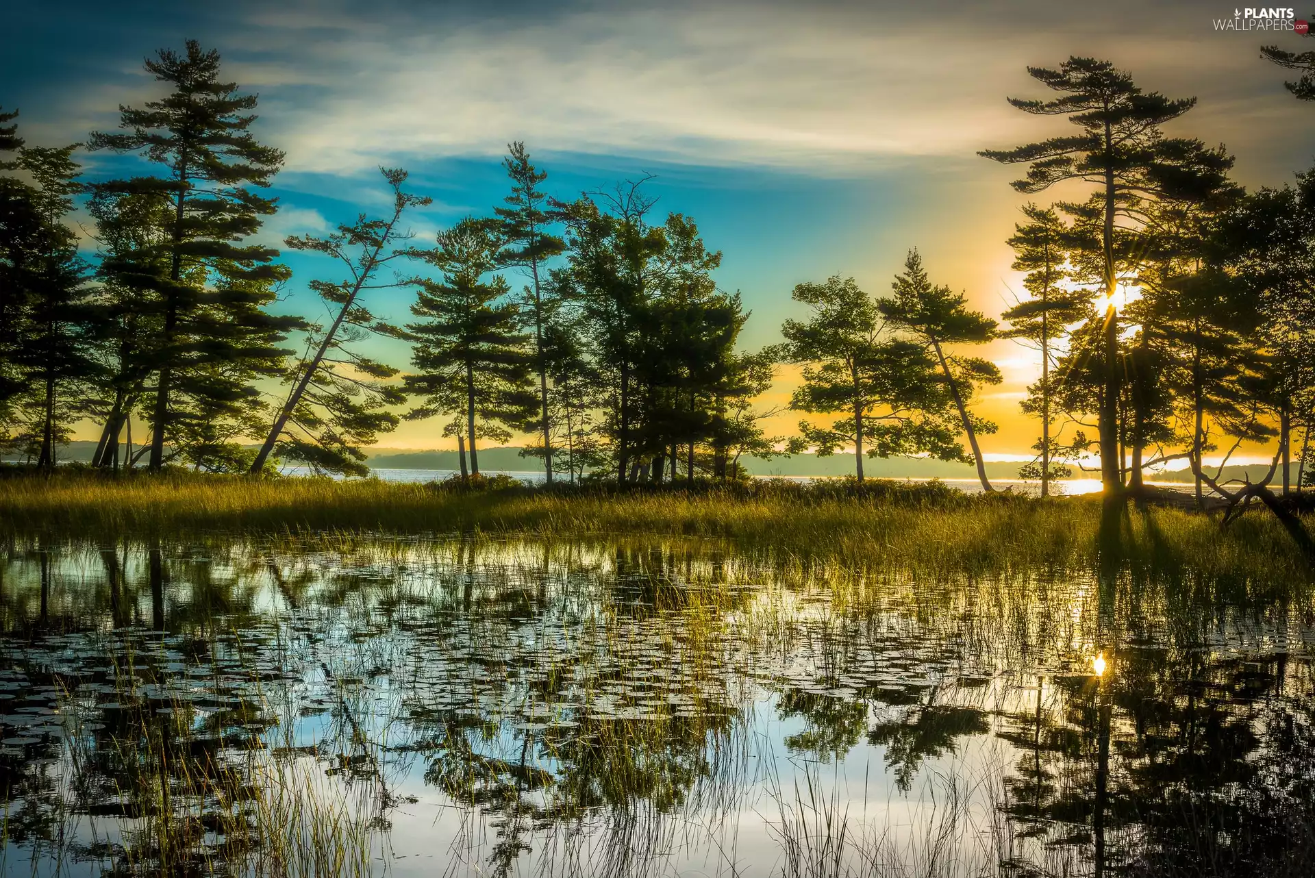 grass, trees, Great Sunsets, viewes, rays, rushes, lake, clouds