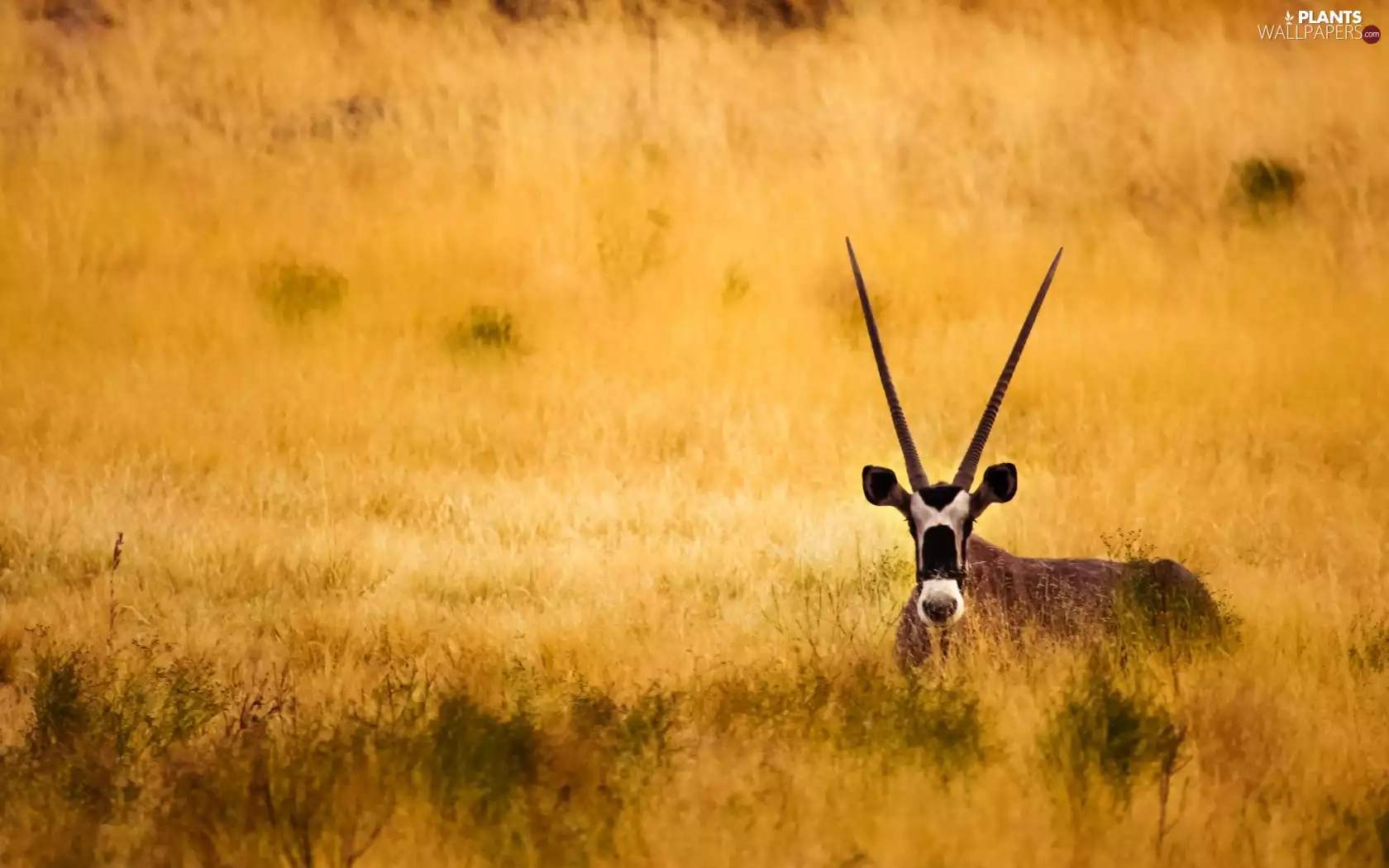 grass, Antelope, savanna
