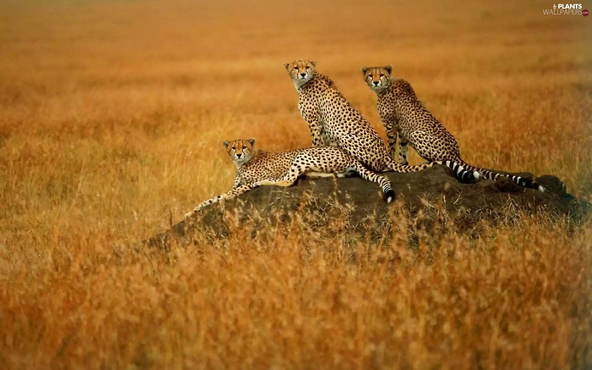 grass, Cheetah, savanna