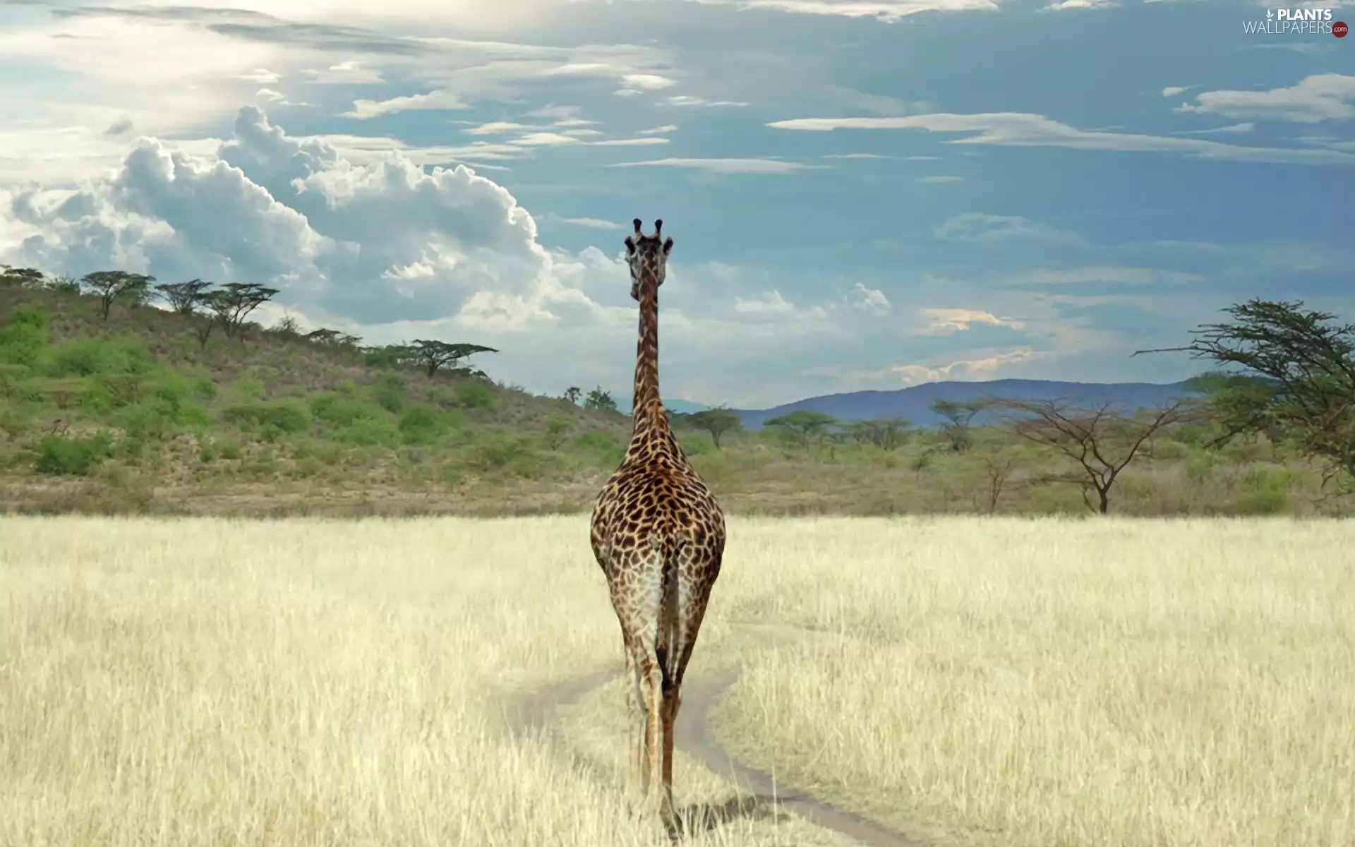 viewes, grass, savanna, trees, giraffe