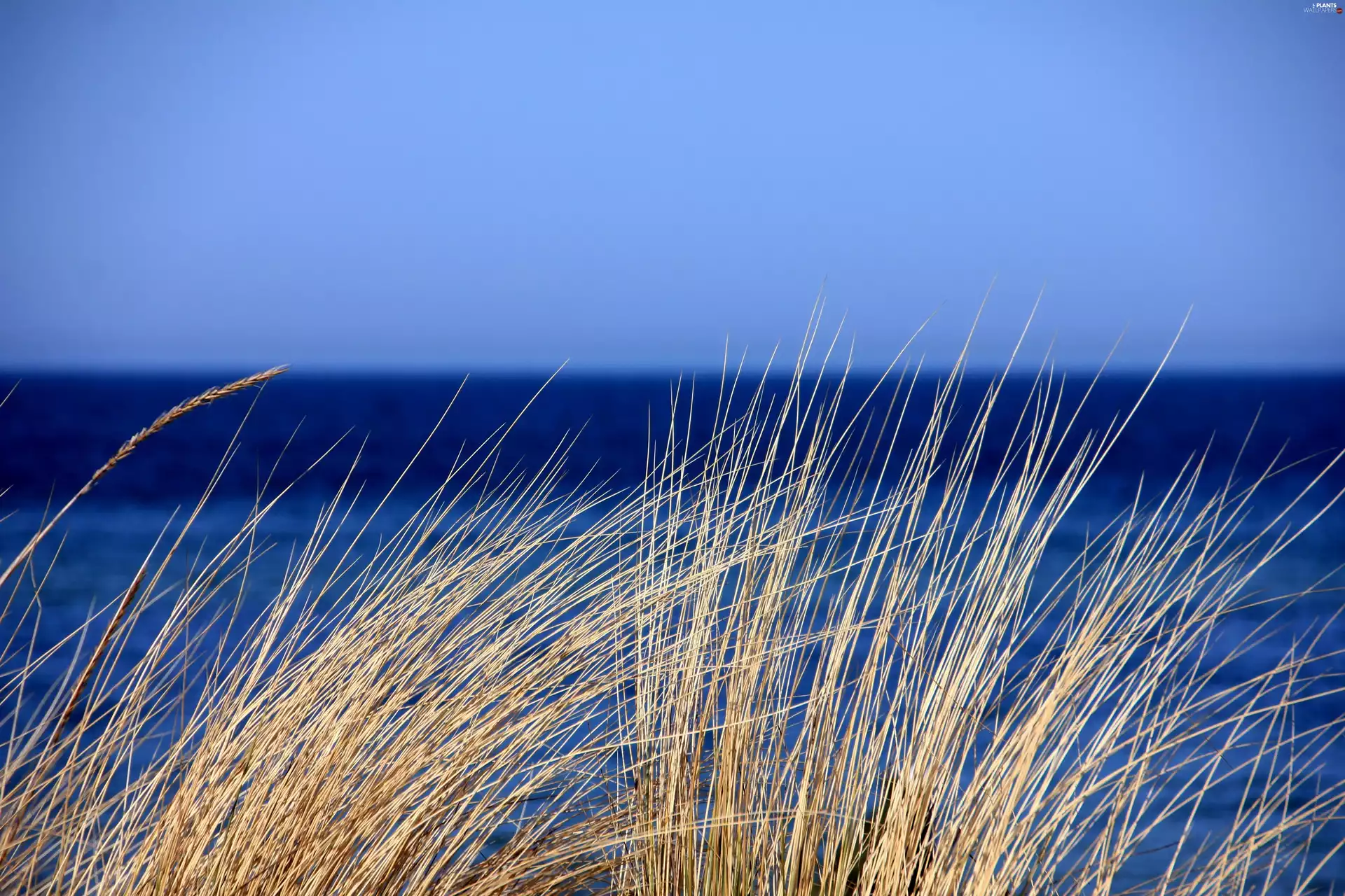 grass, sea