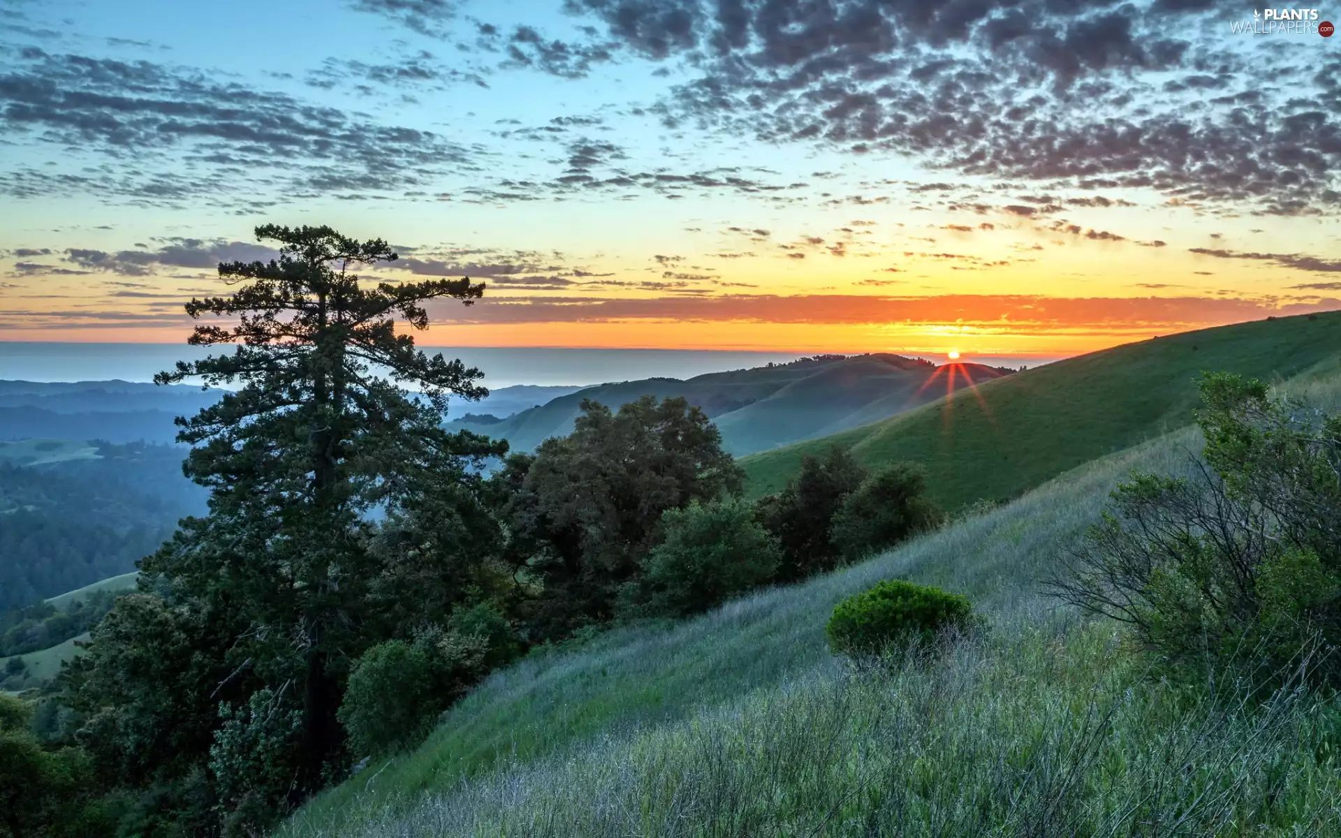 grass, Mountains, trees, viewes, clouds, Great Sunsets, Fog, Sky, slopes