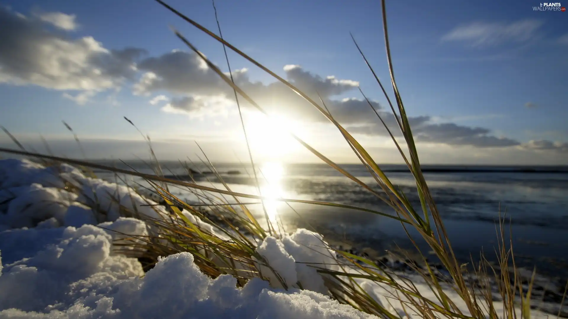 grass, snow, sun, sea, Early