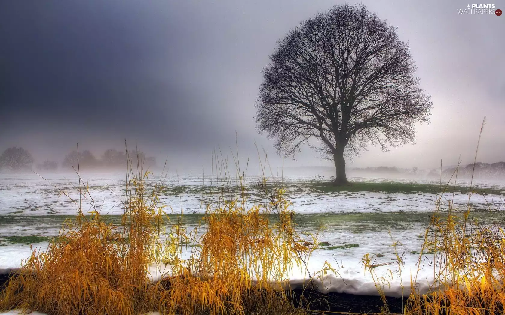 dry, grass, snow, trees, Fog