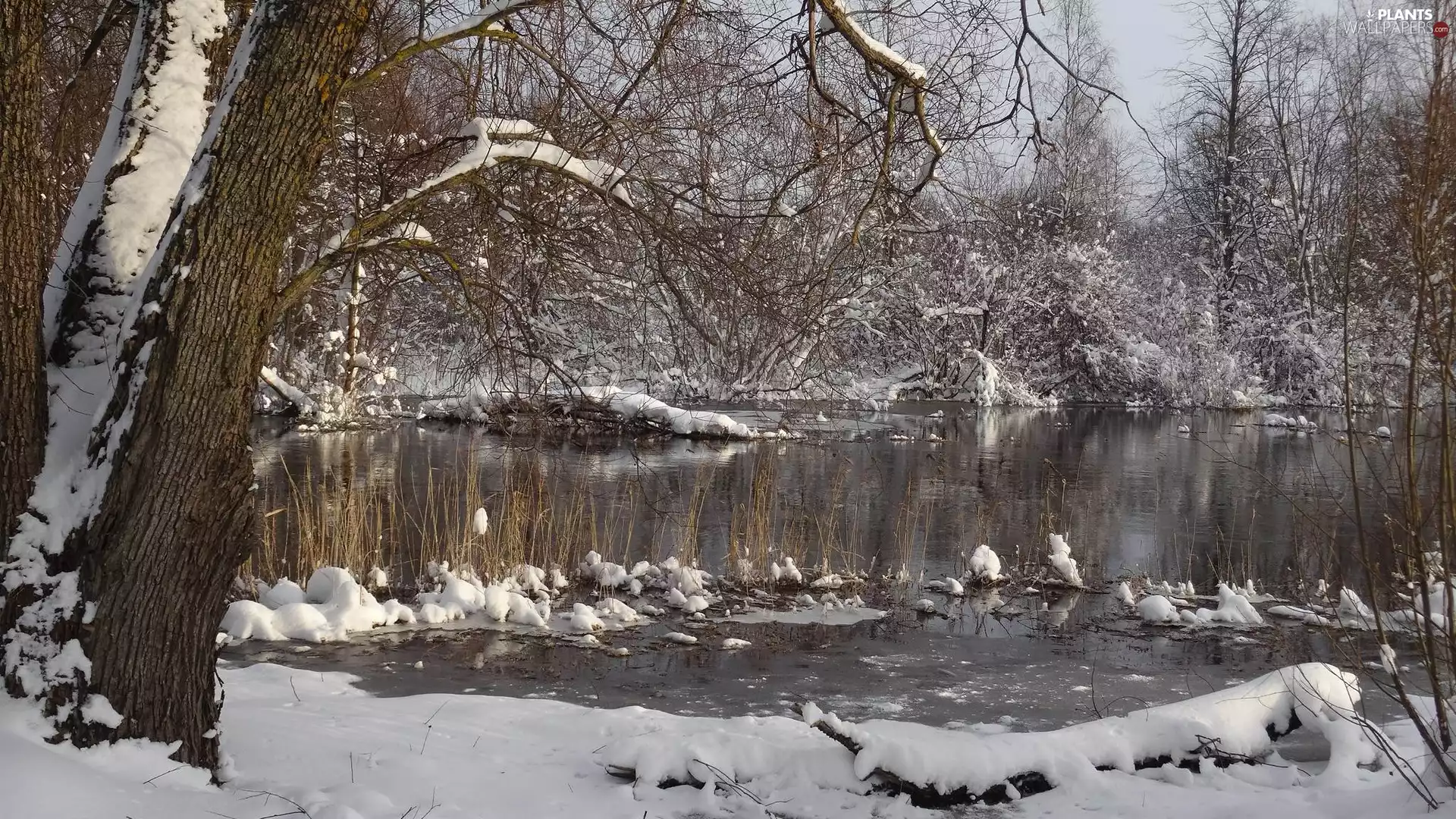 River, winter, viewes, grass, trees, snow