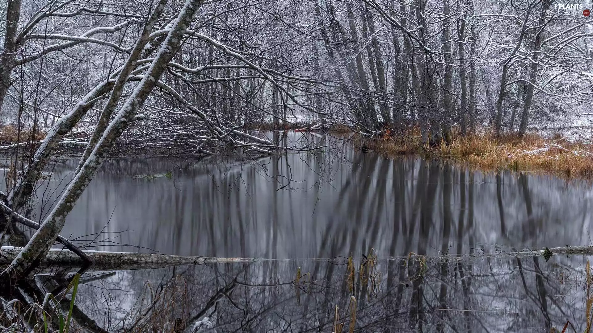 viewes, grass, Snowy, trees, River