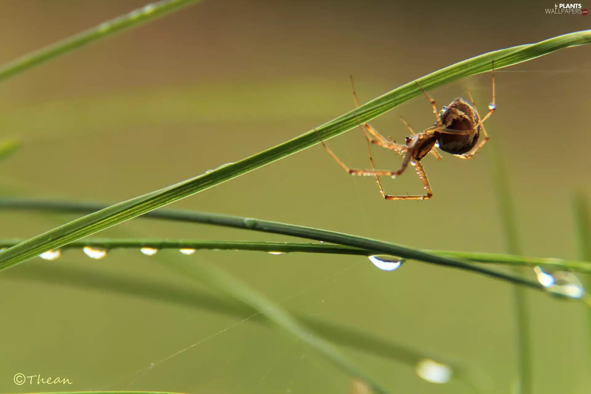 Spider, blades, drops, grass