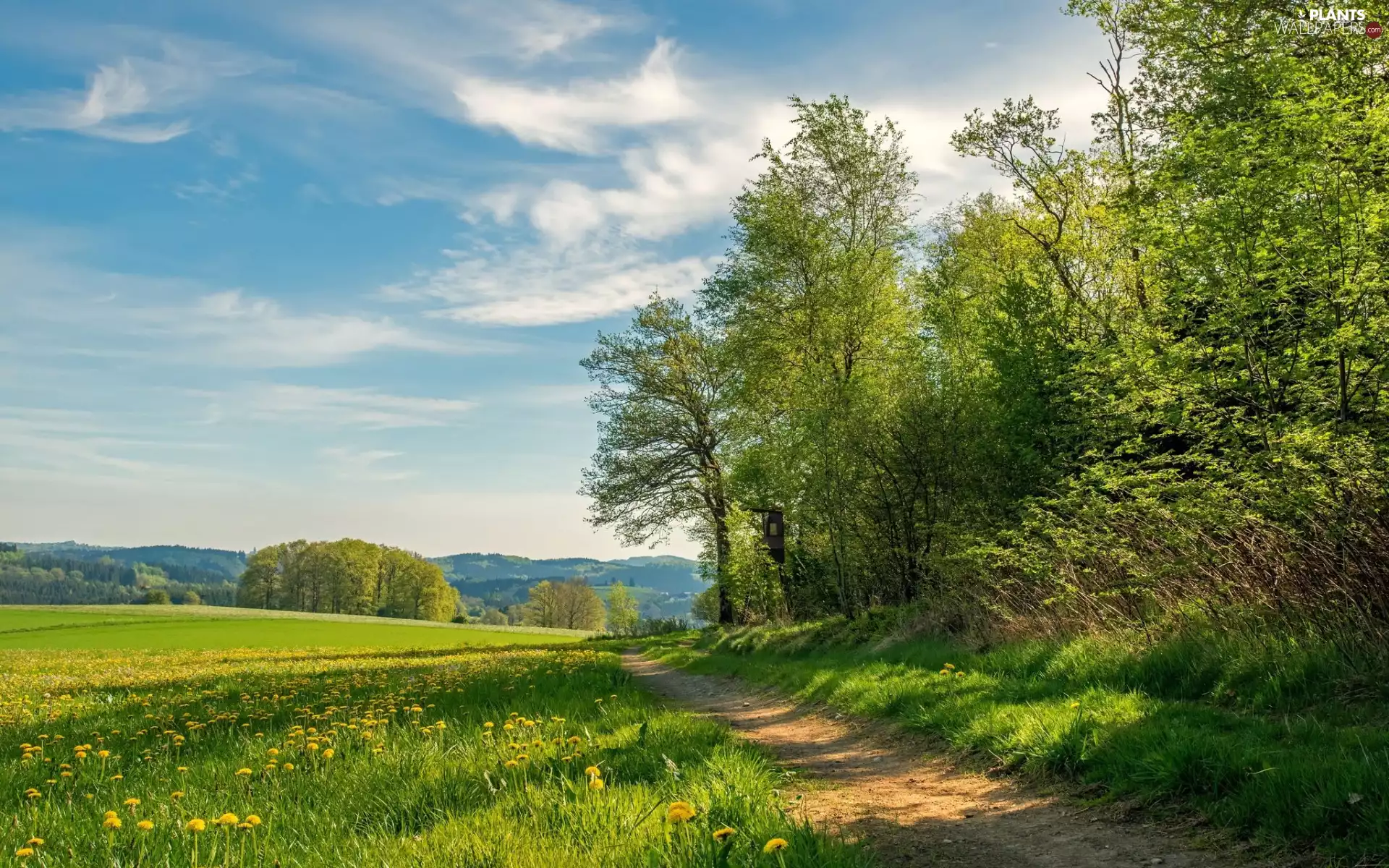 trees, Meadow, Spring, grass, Way, viewes, Sky
