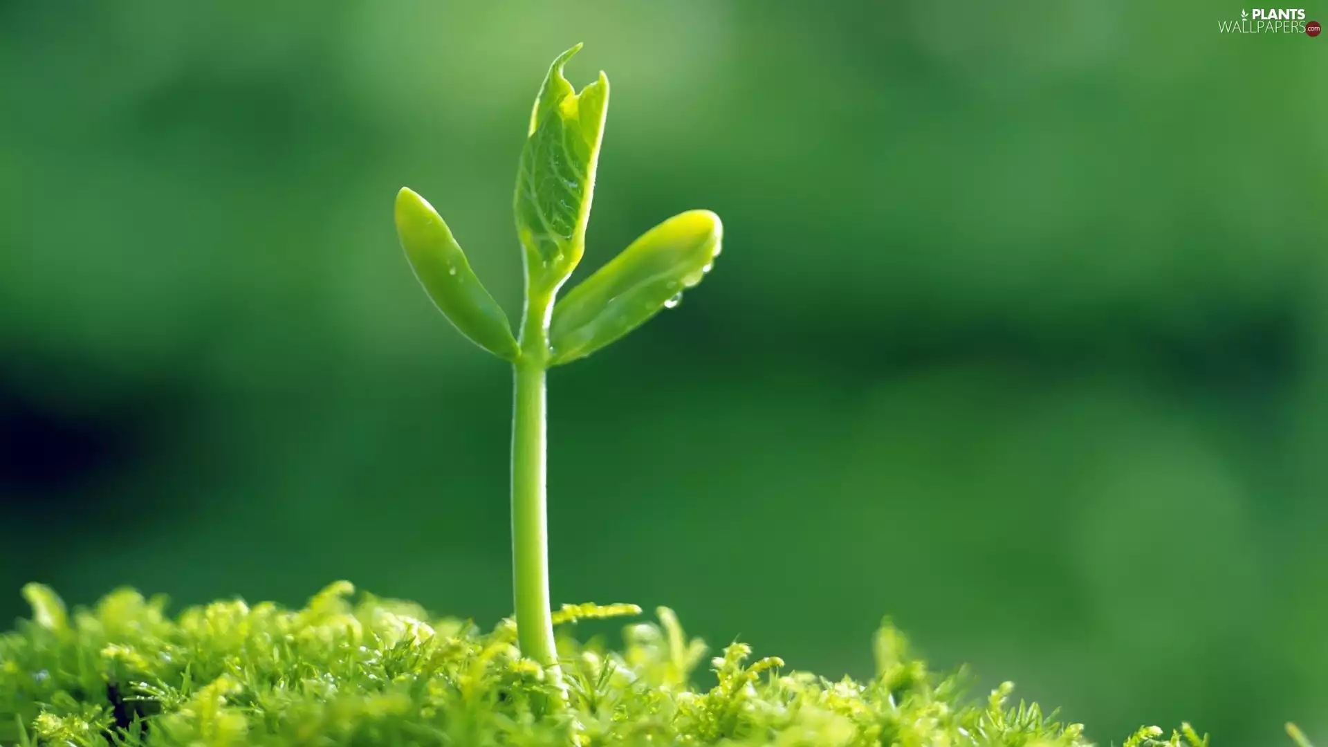 sprouts, Green, Close, grass