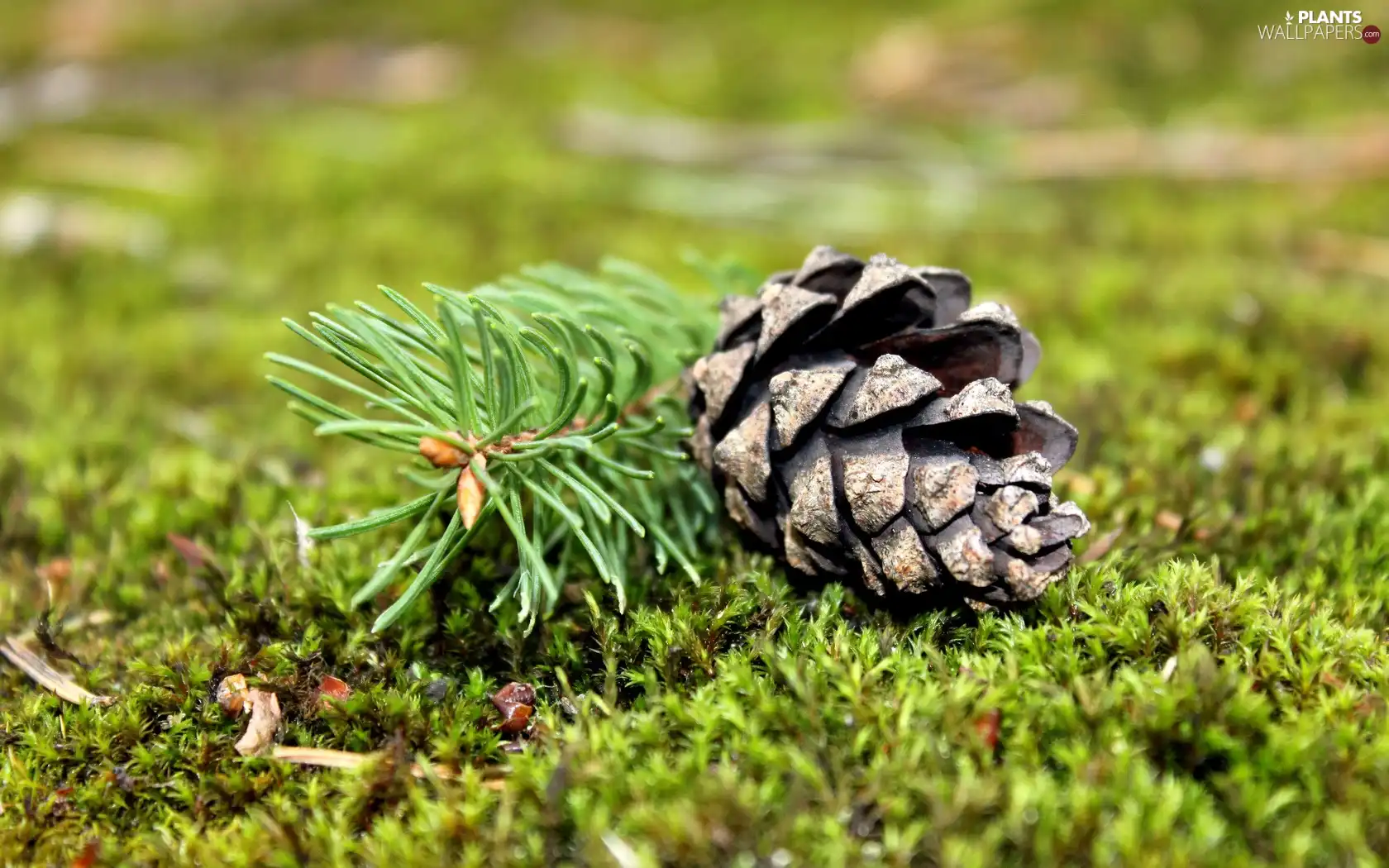 grass, cone, spruce