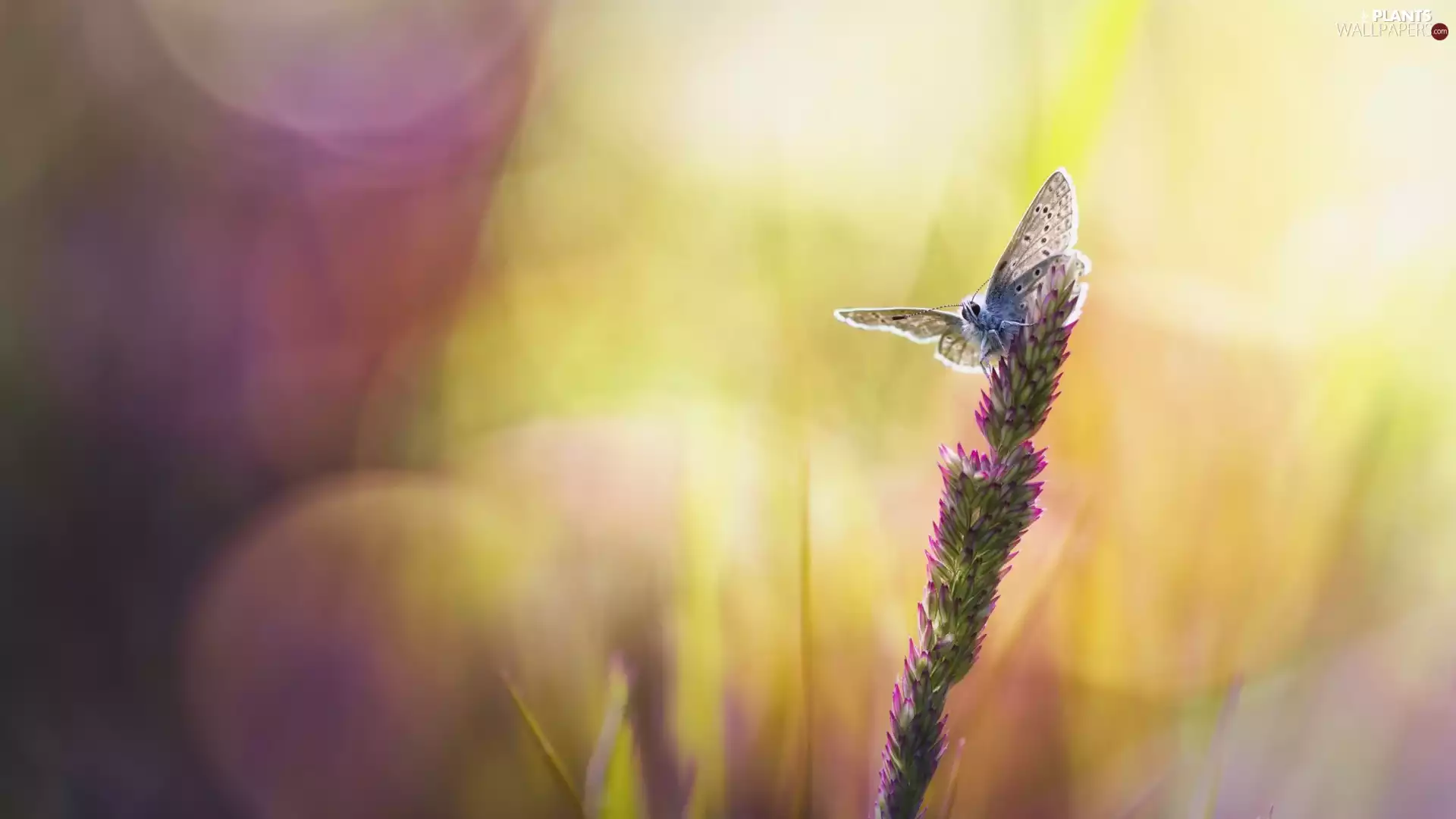 stalk, butterfly, Bokeh, grass