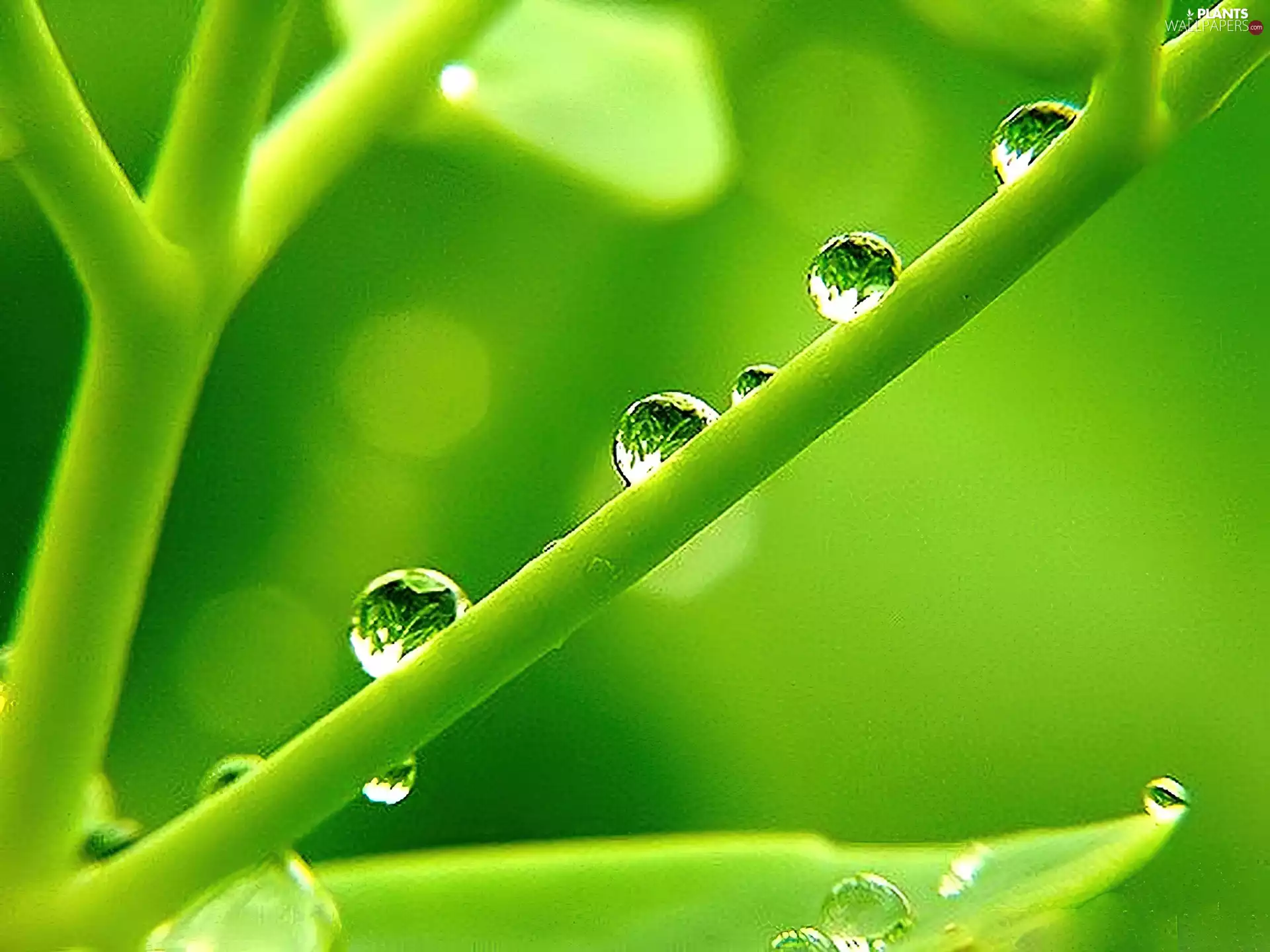 stalk, drops, Rosy, grass