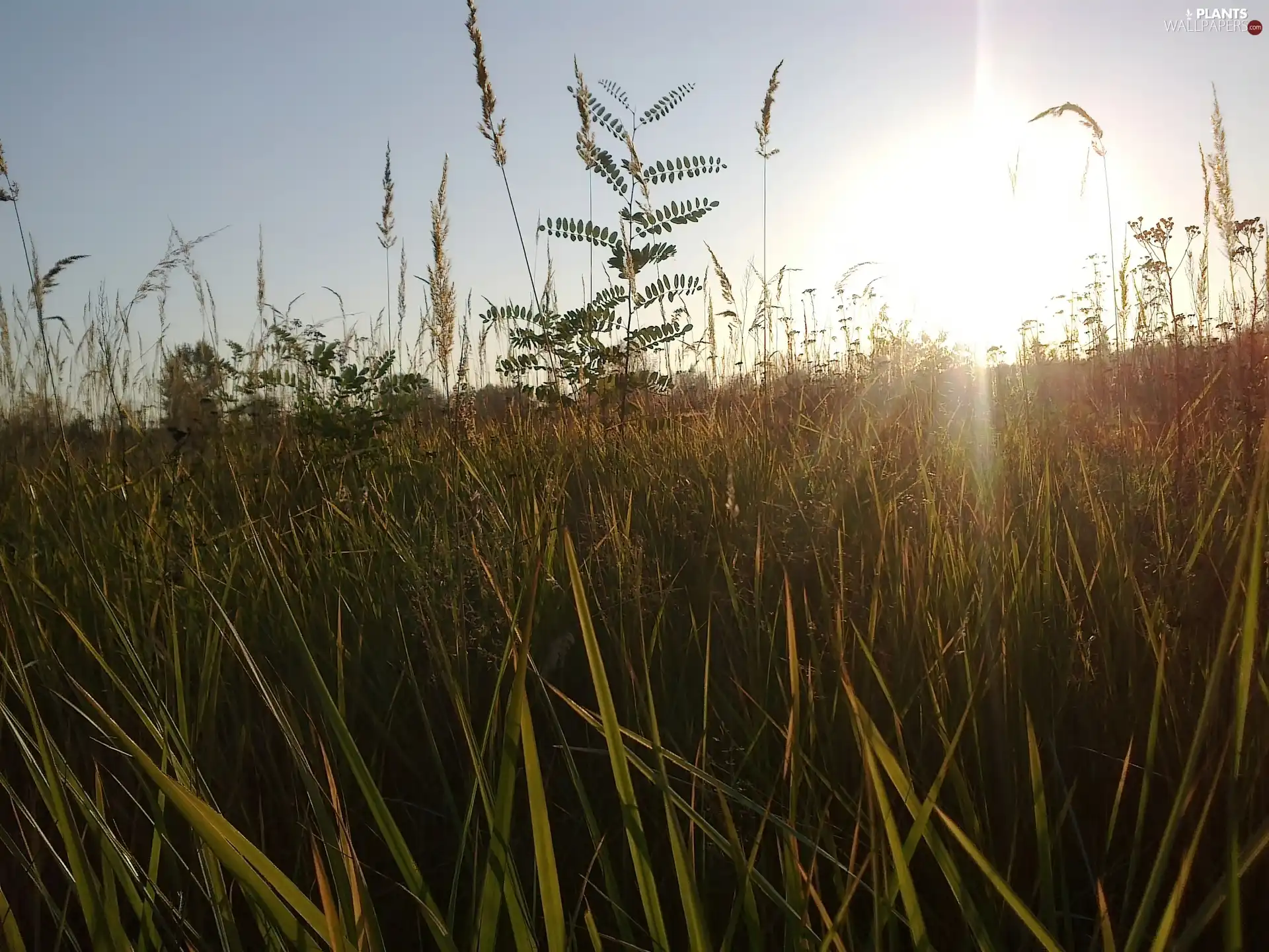 rays of the Sun, Meadow, grass