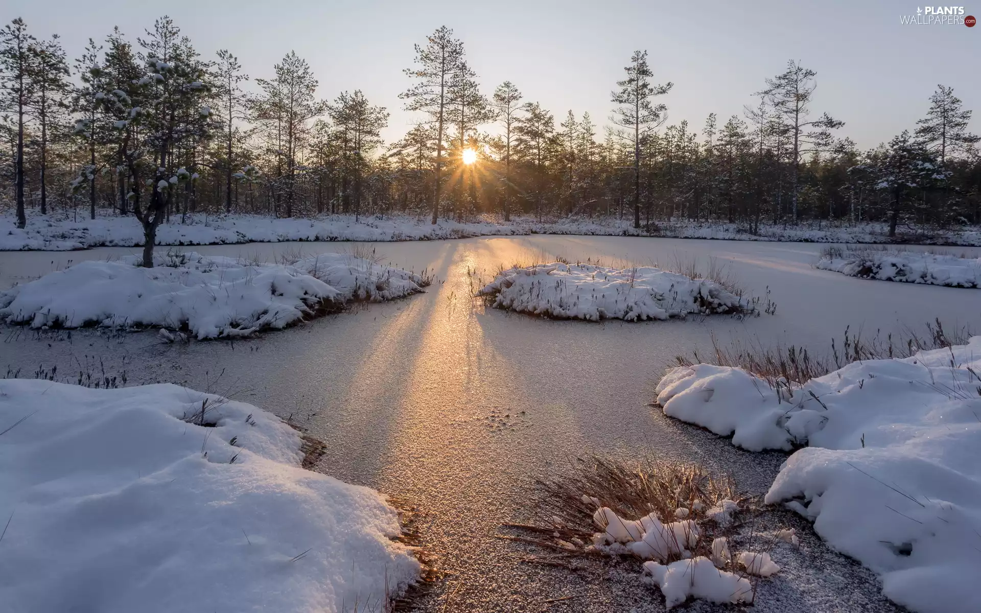 grass, snowy, viewes, rays of the Sun, trees, swamp