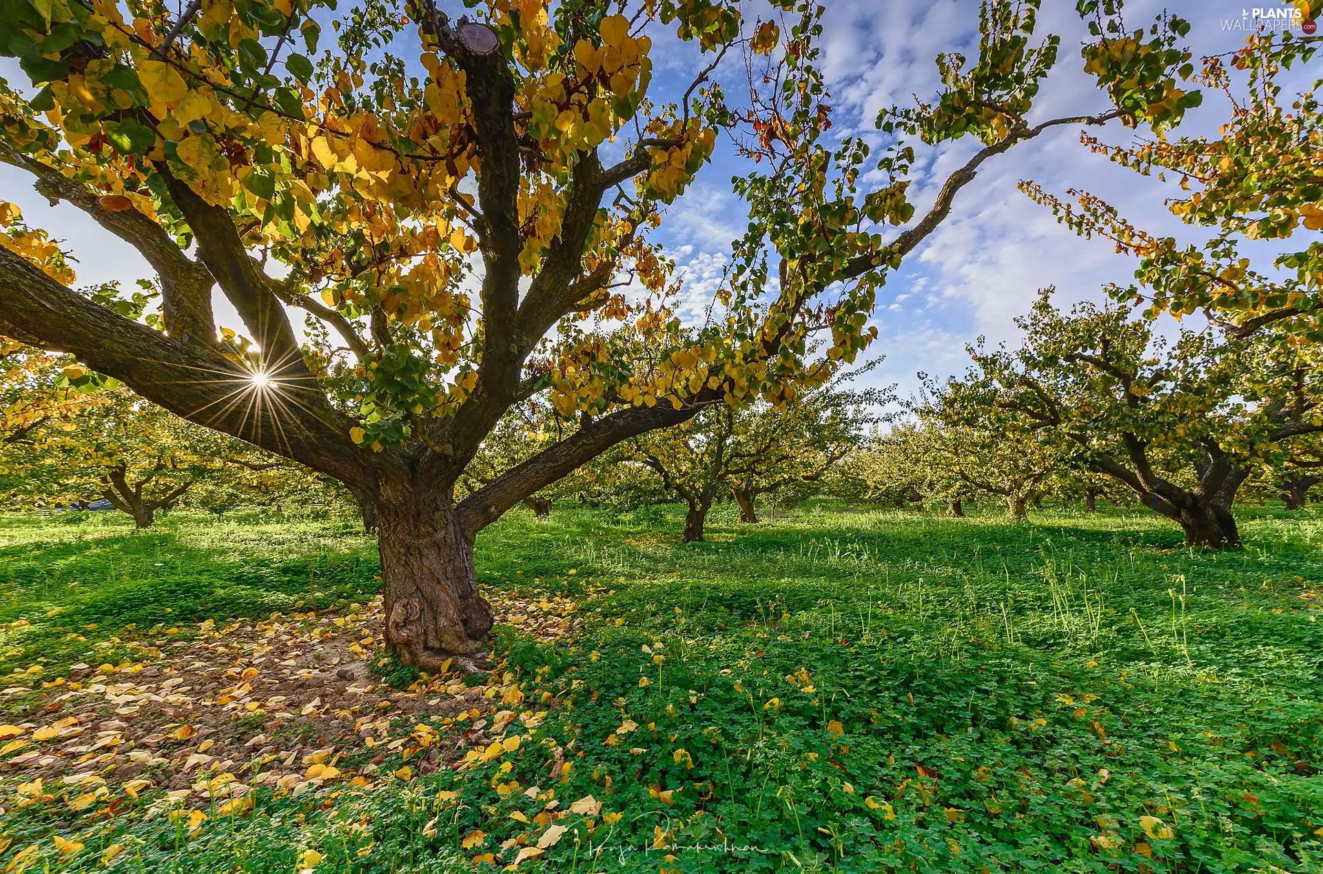 grass, trees, Leaf, rays of the Sun, fallen, viewes