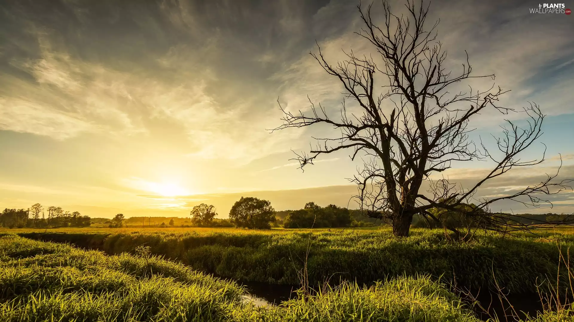 viewes, leafless, Sunrise, trees, brook, trees, Field, grass