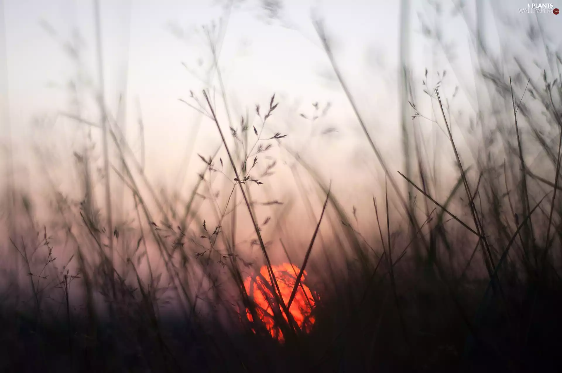 grass, Great Sunsets