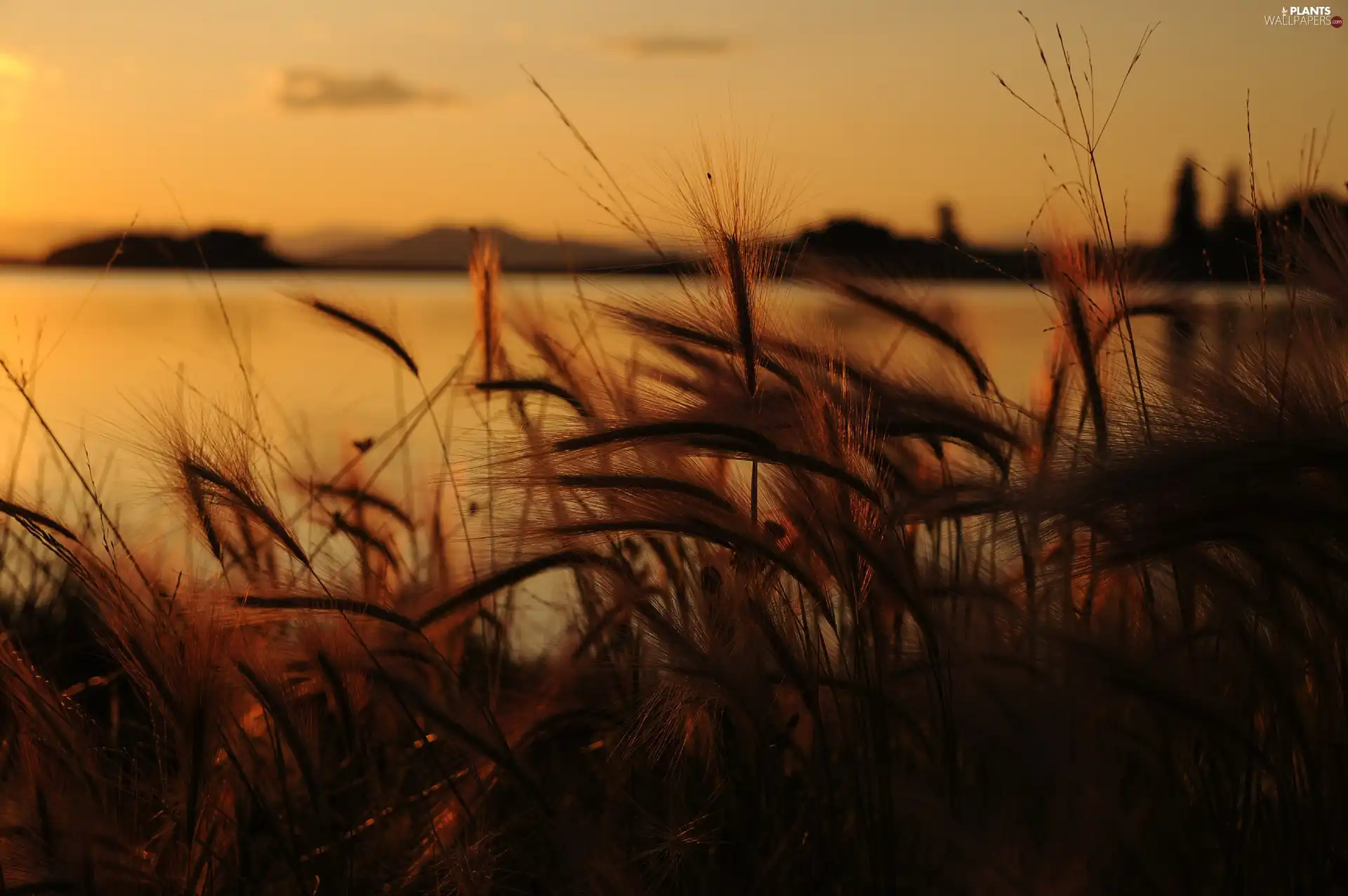 Great Sunsets, lake, grass