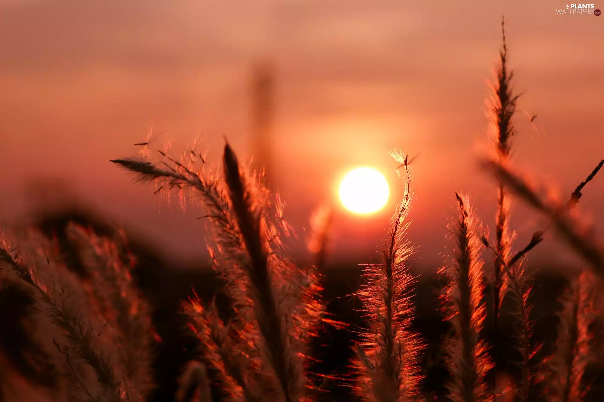 grass, Great Sunsets