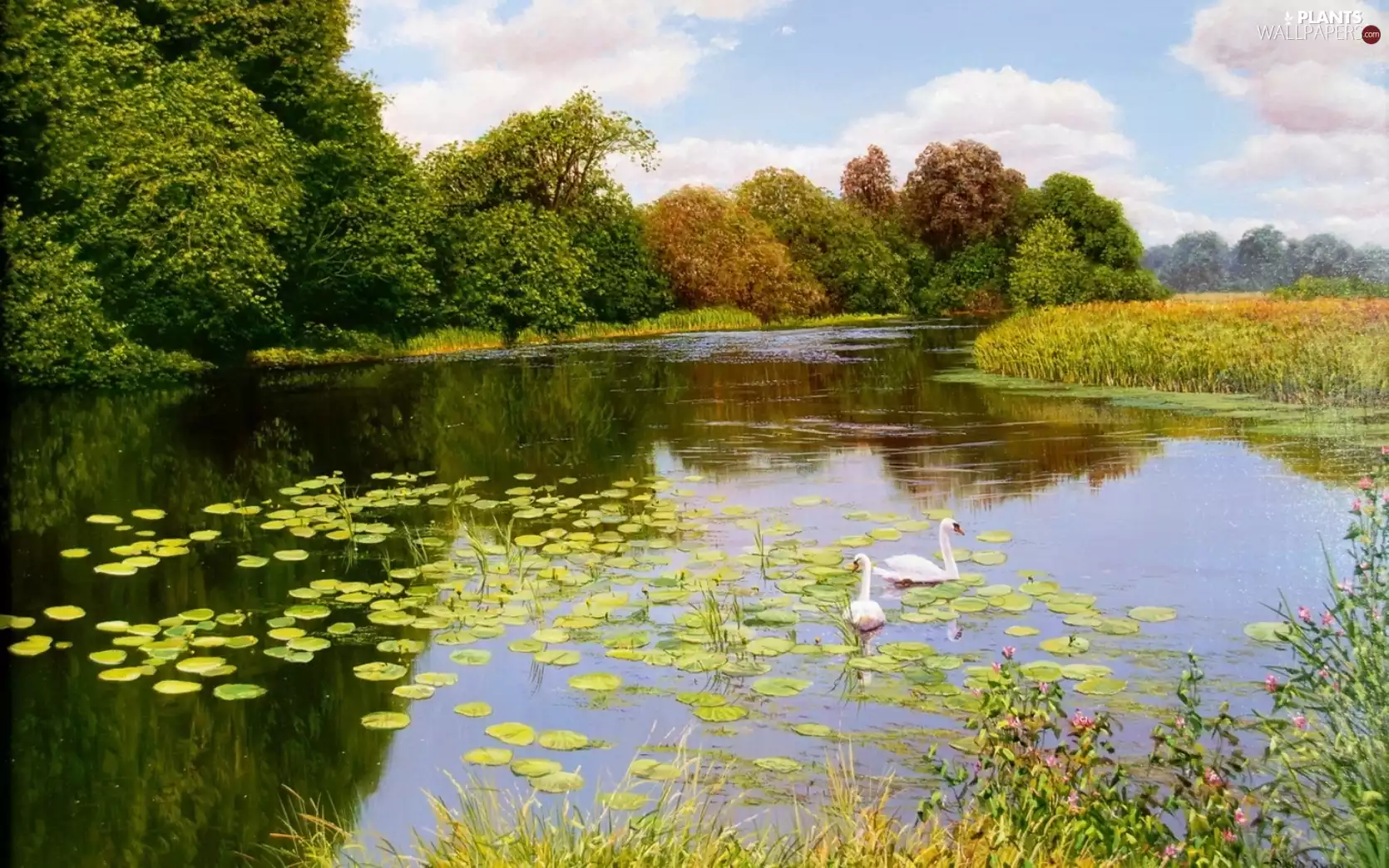 viewes, grass, Swan, trees, River