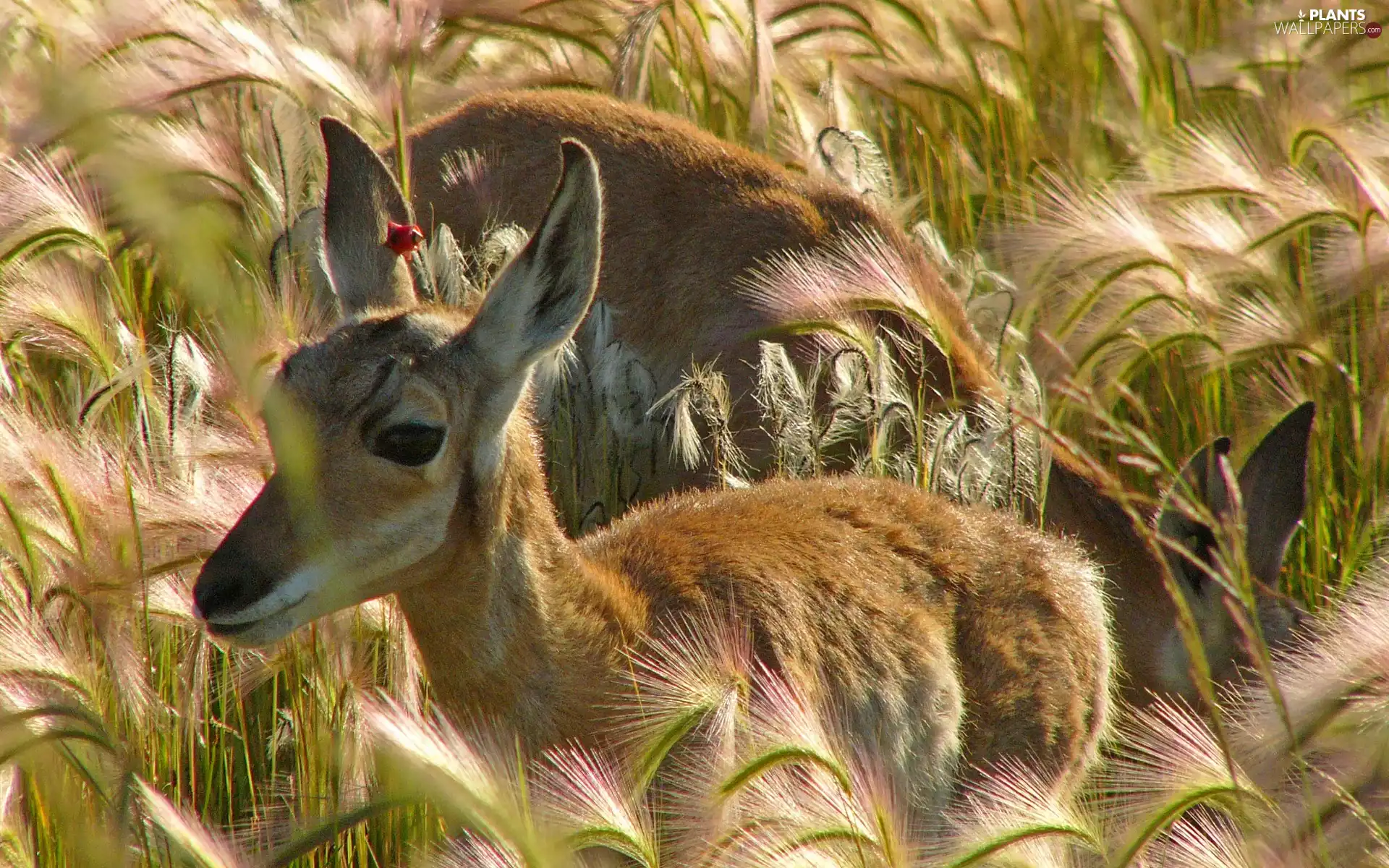 grass, deer, tall