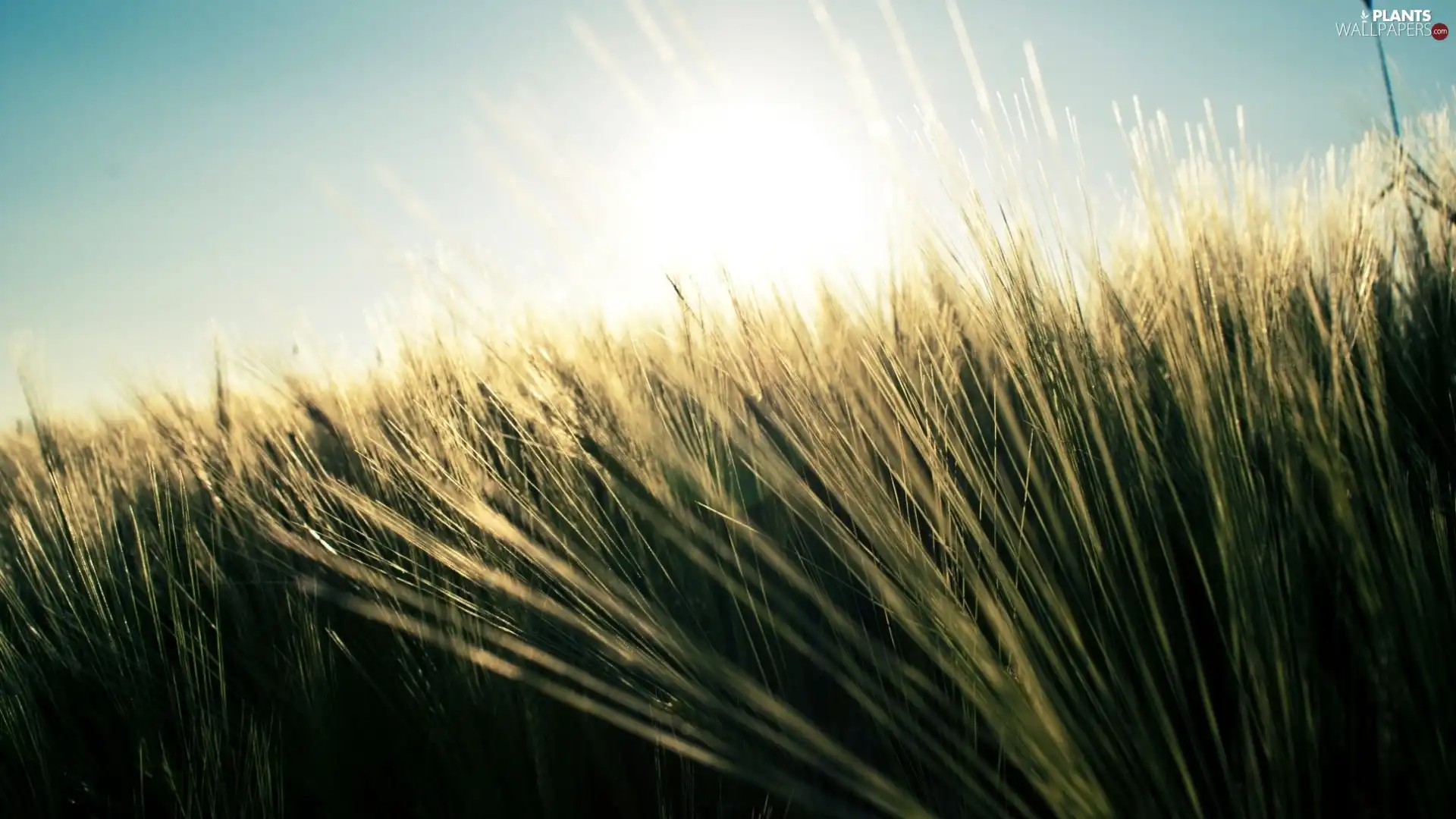 rays of the Sun, grass