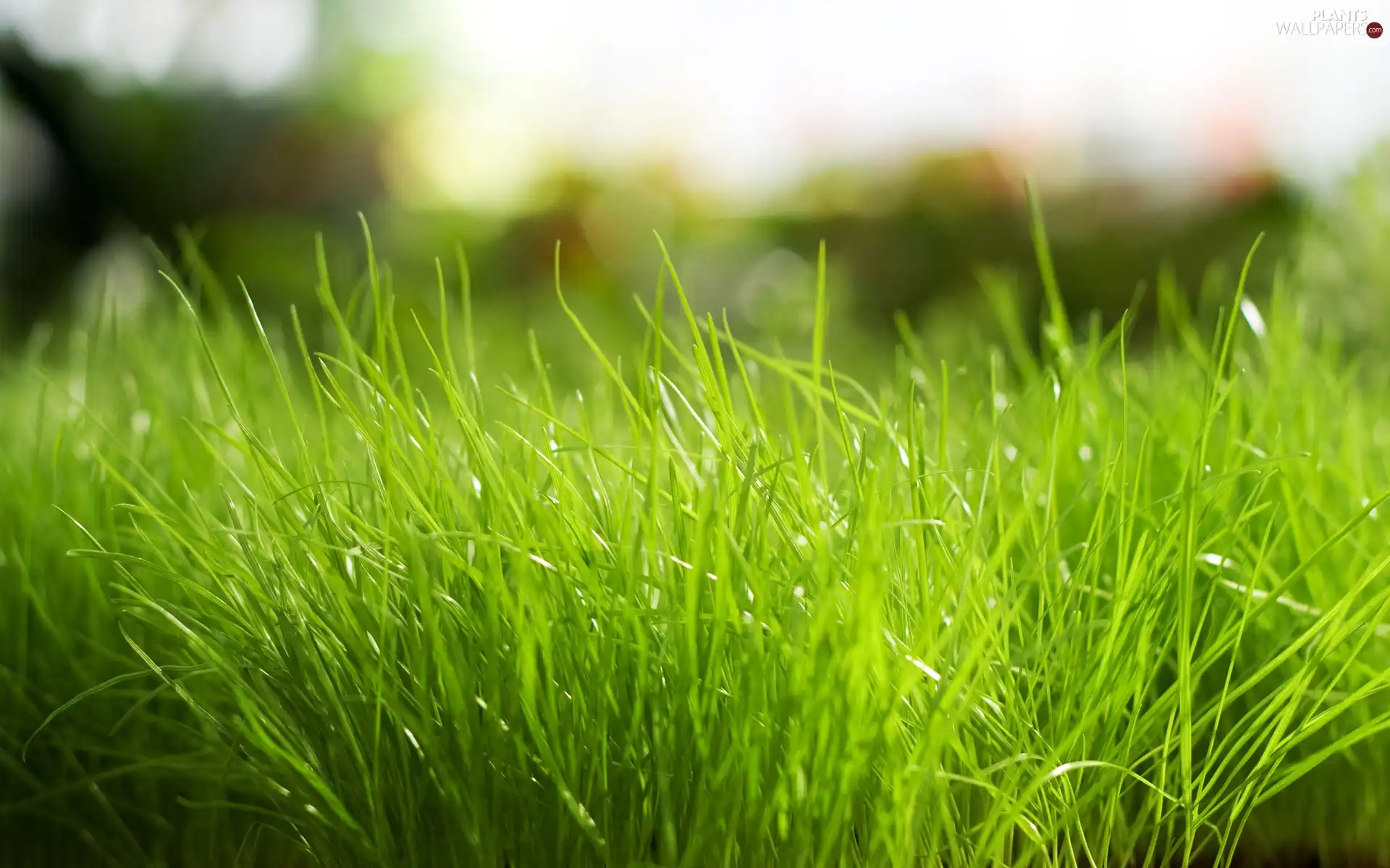 grass, Green, Thick