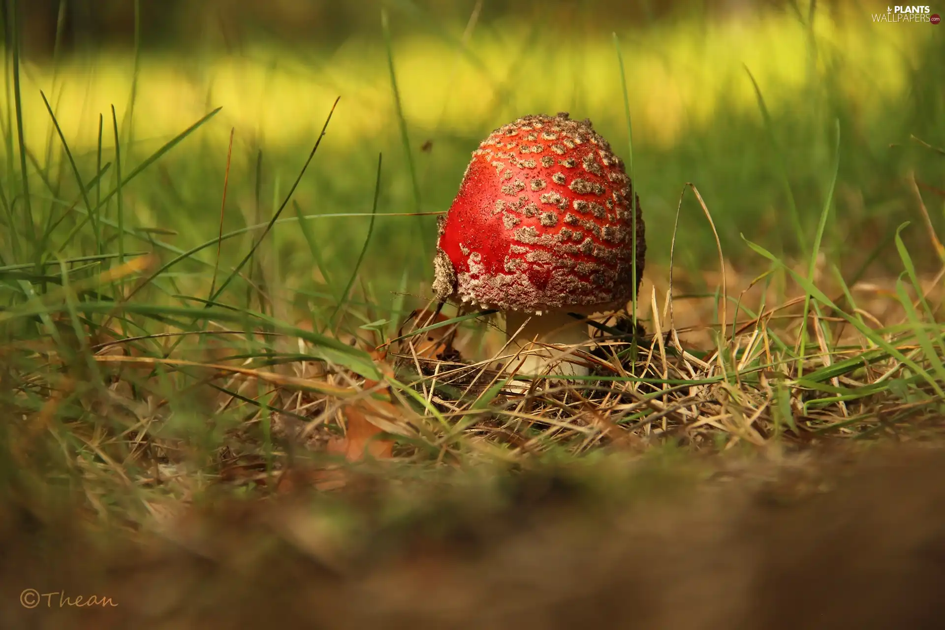 grass, Red, toadstool