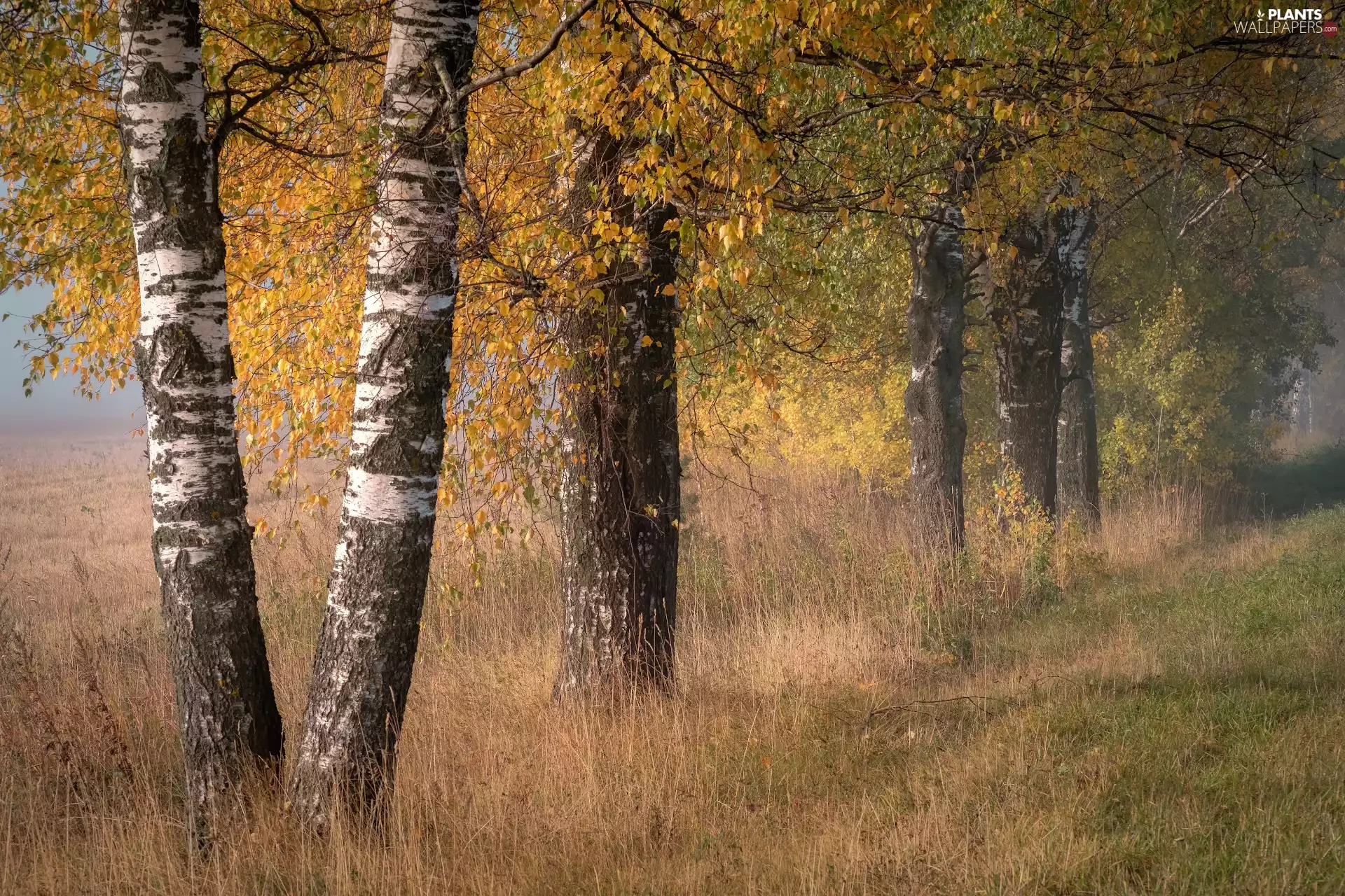 birch, grass, trees, viewes, autumn