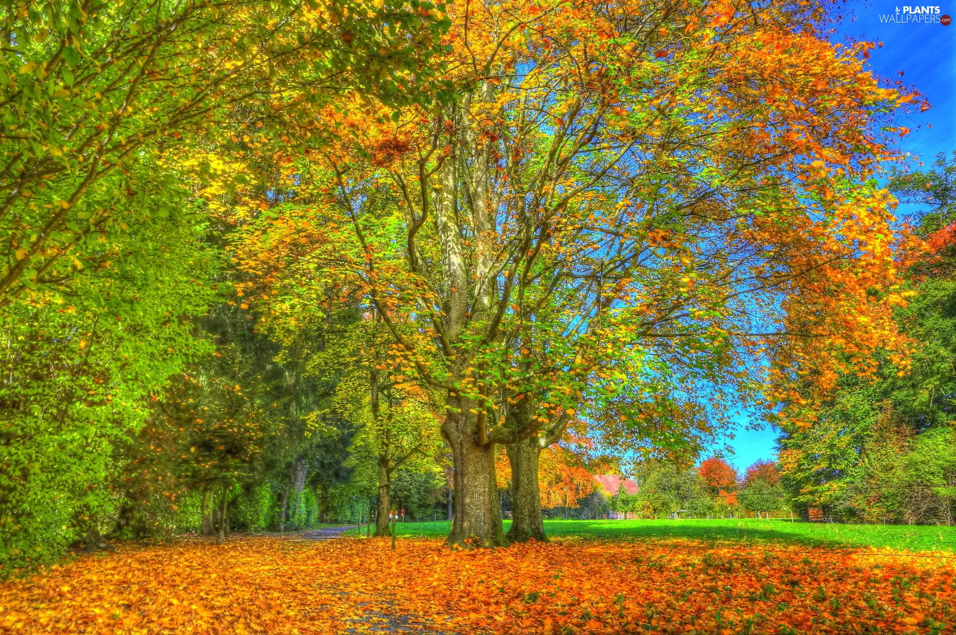 Leaf, grass, trees, viewes, autumn