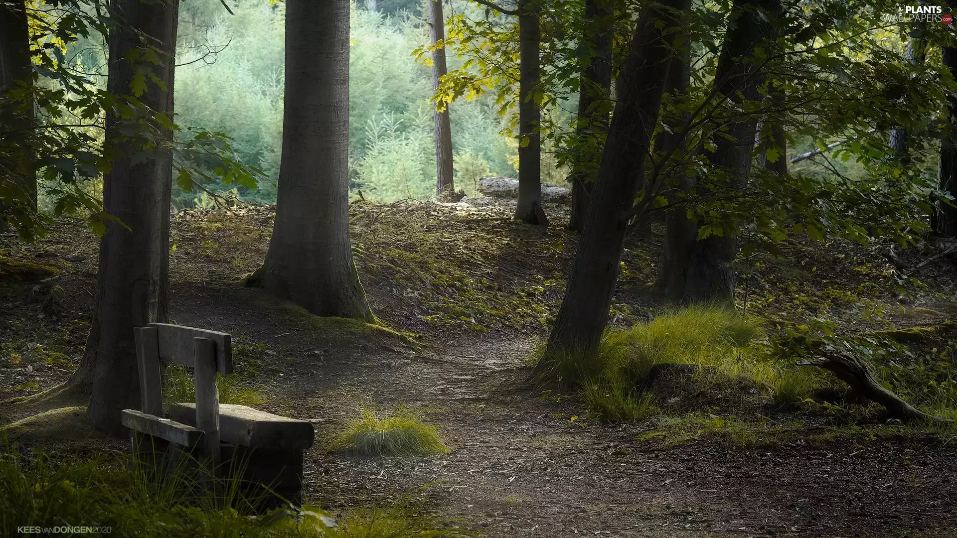 viewes, forest, Bench, grass, Path, trees