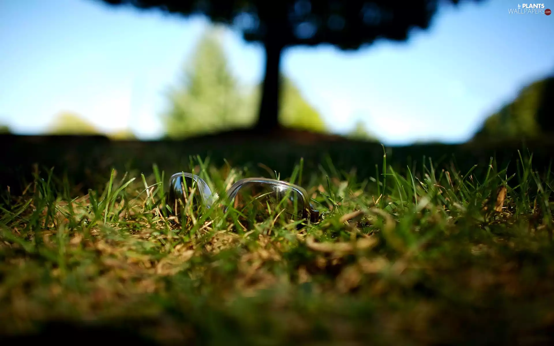 perspective, grass, trees, Water Droplets