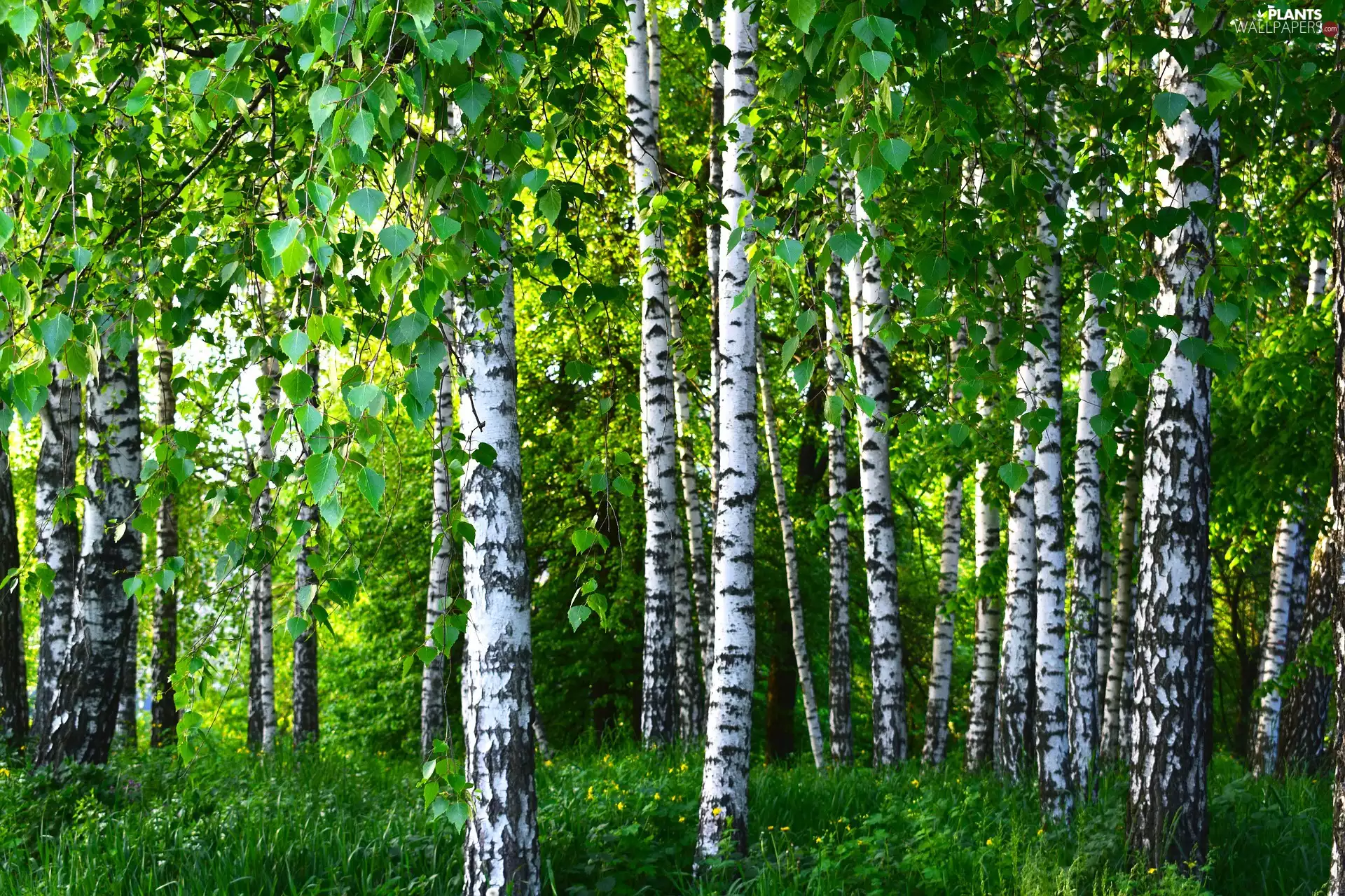 viewes, forest, Flowers, grass, birch, trees