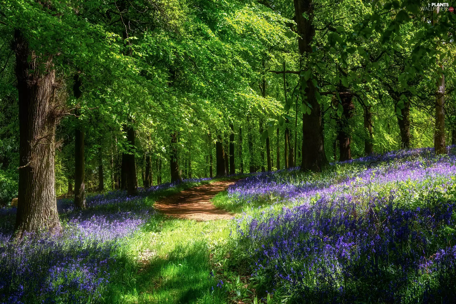 viewes, forest, Flowers, grass, Way, trees
