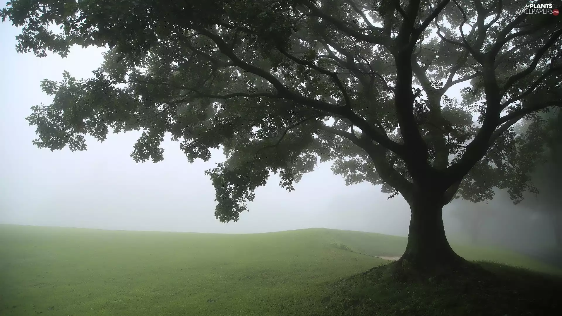 trees, Meadow, Fog, grass