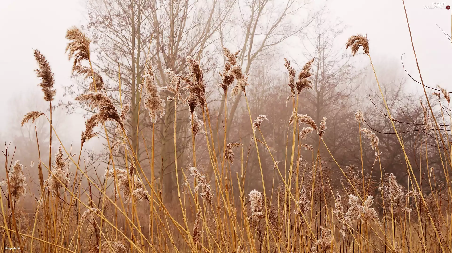 Cane, grass, trees, viewes, Fog