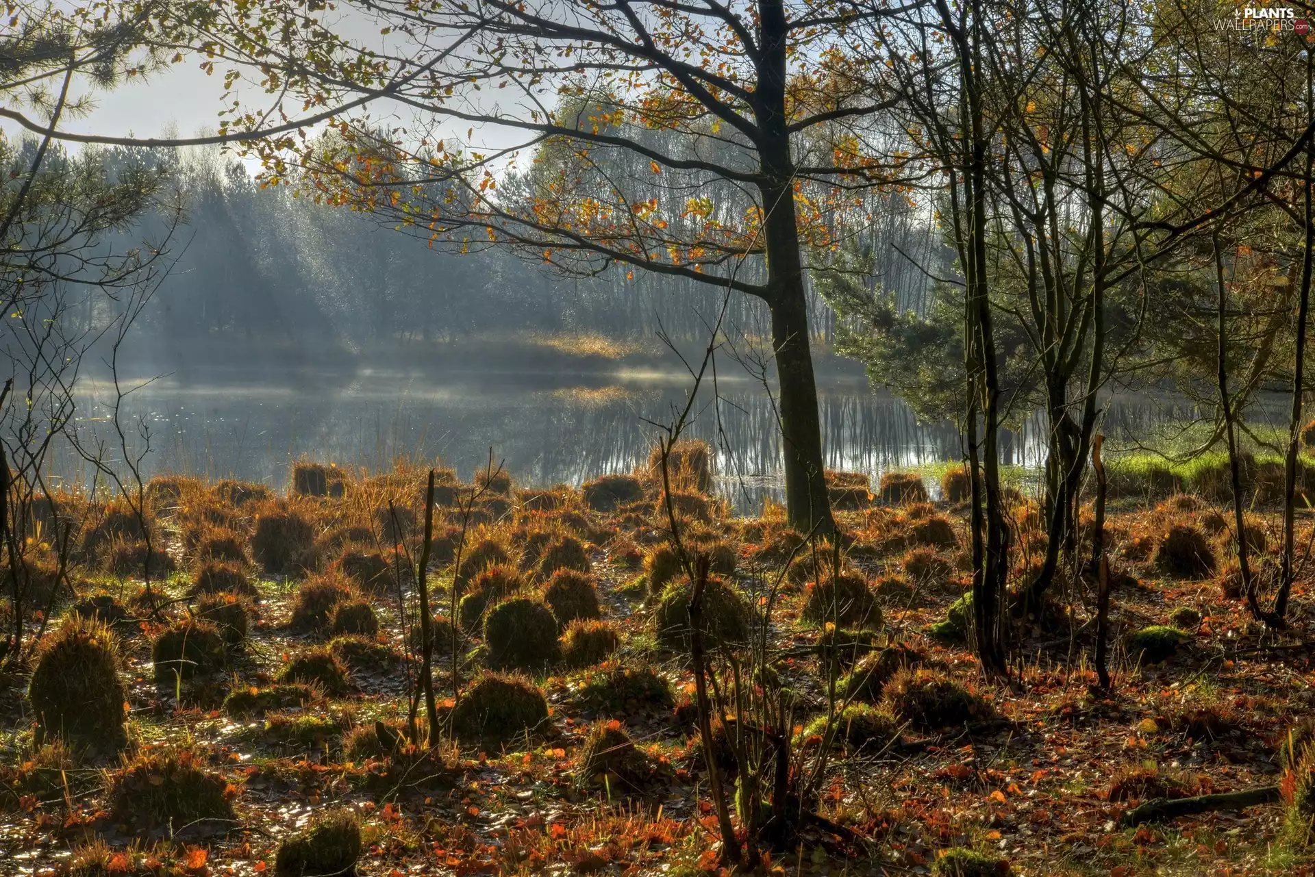 Clumps, grass, trees, viewes, Fog