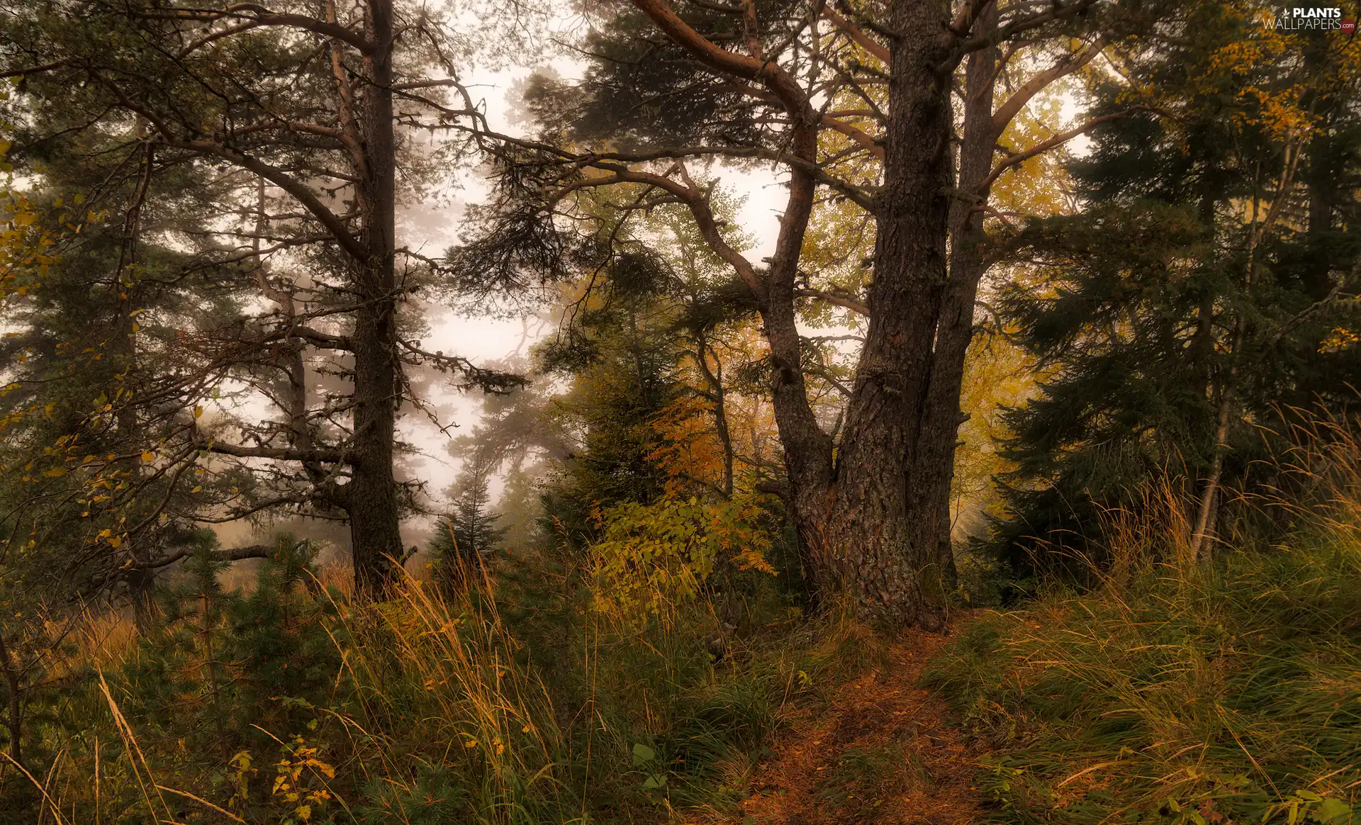 autumn, grass, trees, viewes, forest