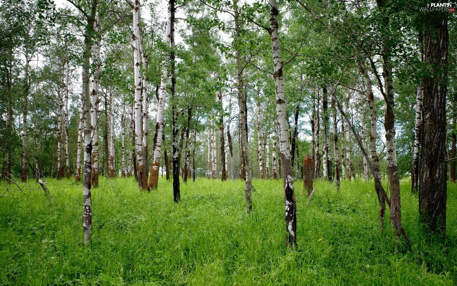 birch, grass, trees, viewes, forest