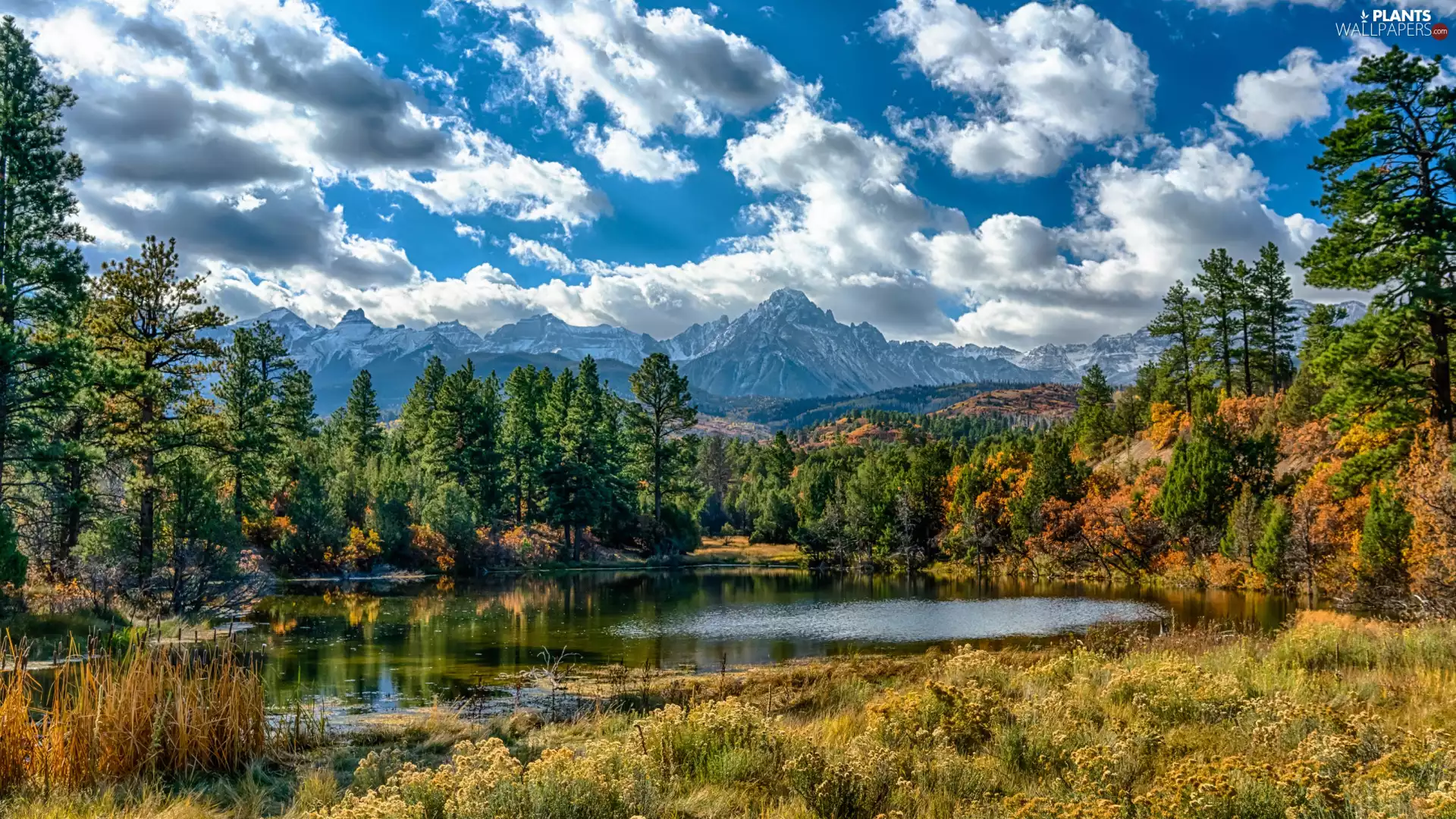 viewes, Mountains, forest, grass, lake, trees
