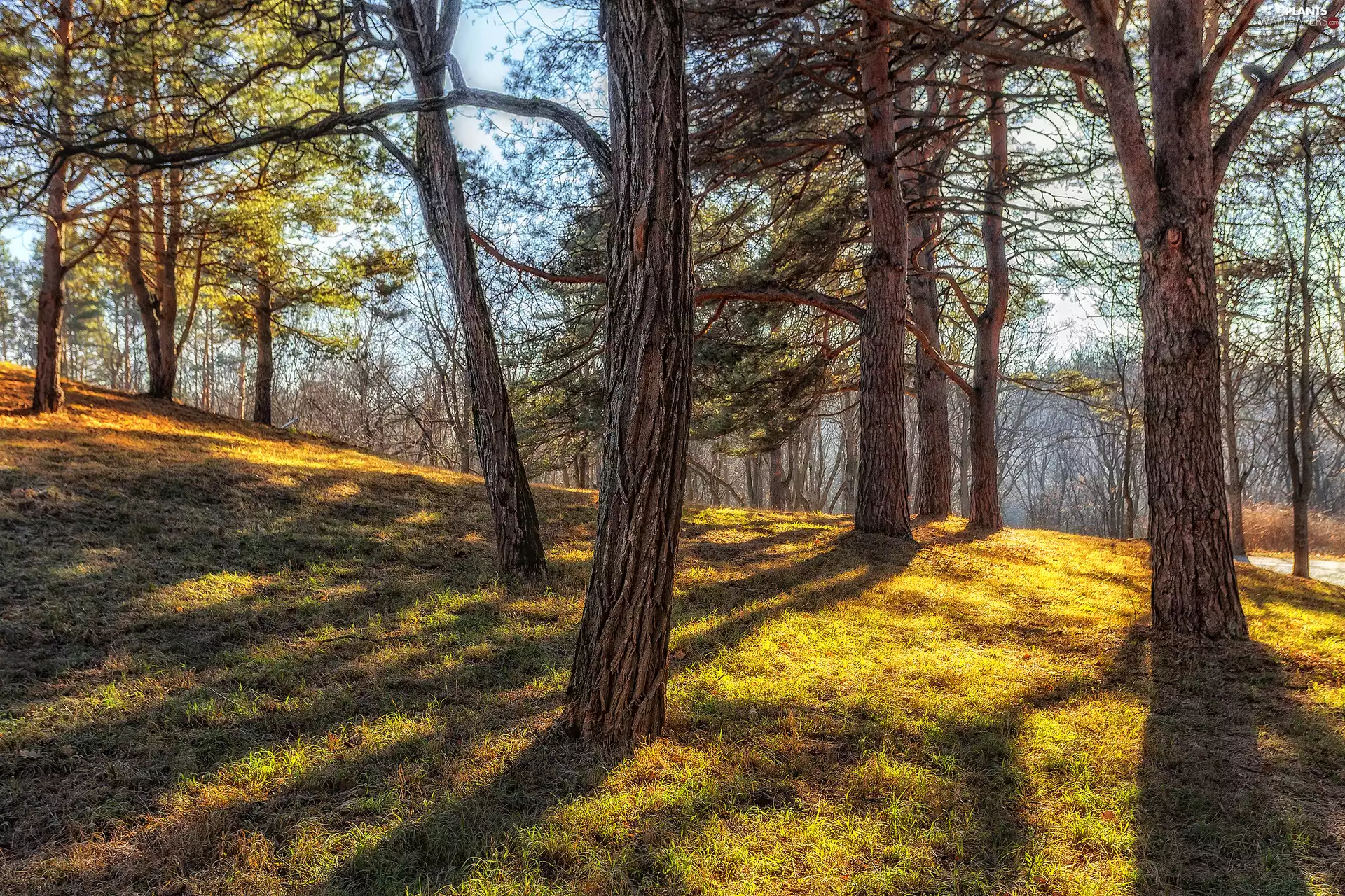 shadows, grass, trees, viewes, forest
