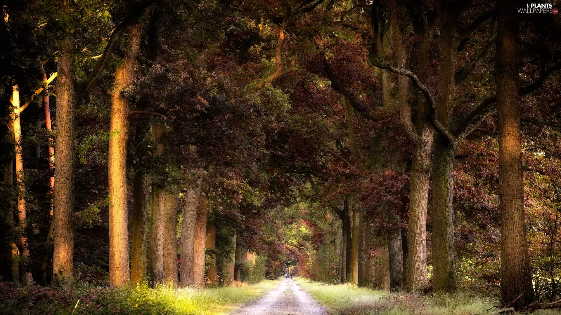 Way, grass, trees, viewes, forest