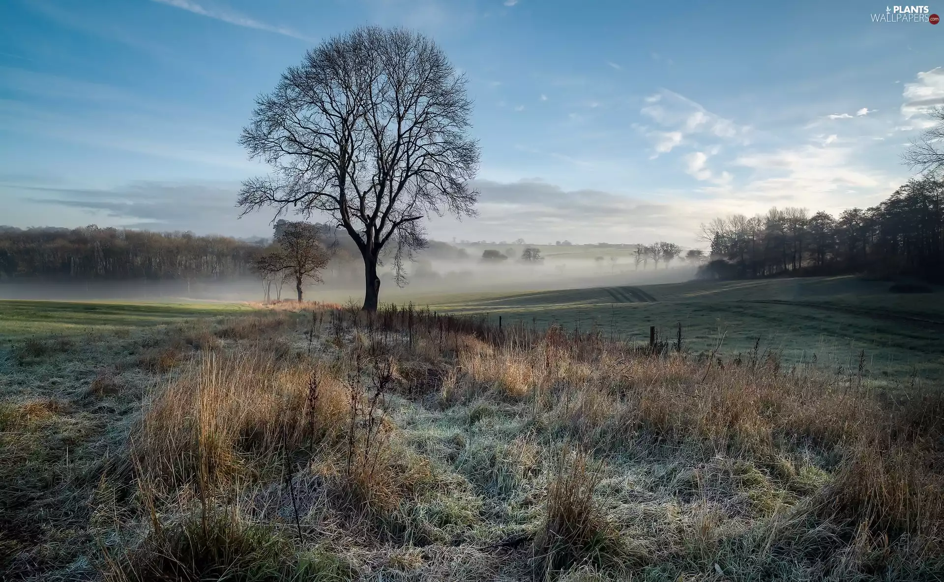 medows, morning, frosted, grass, Fog, trees