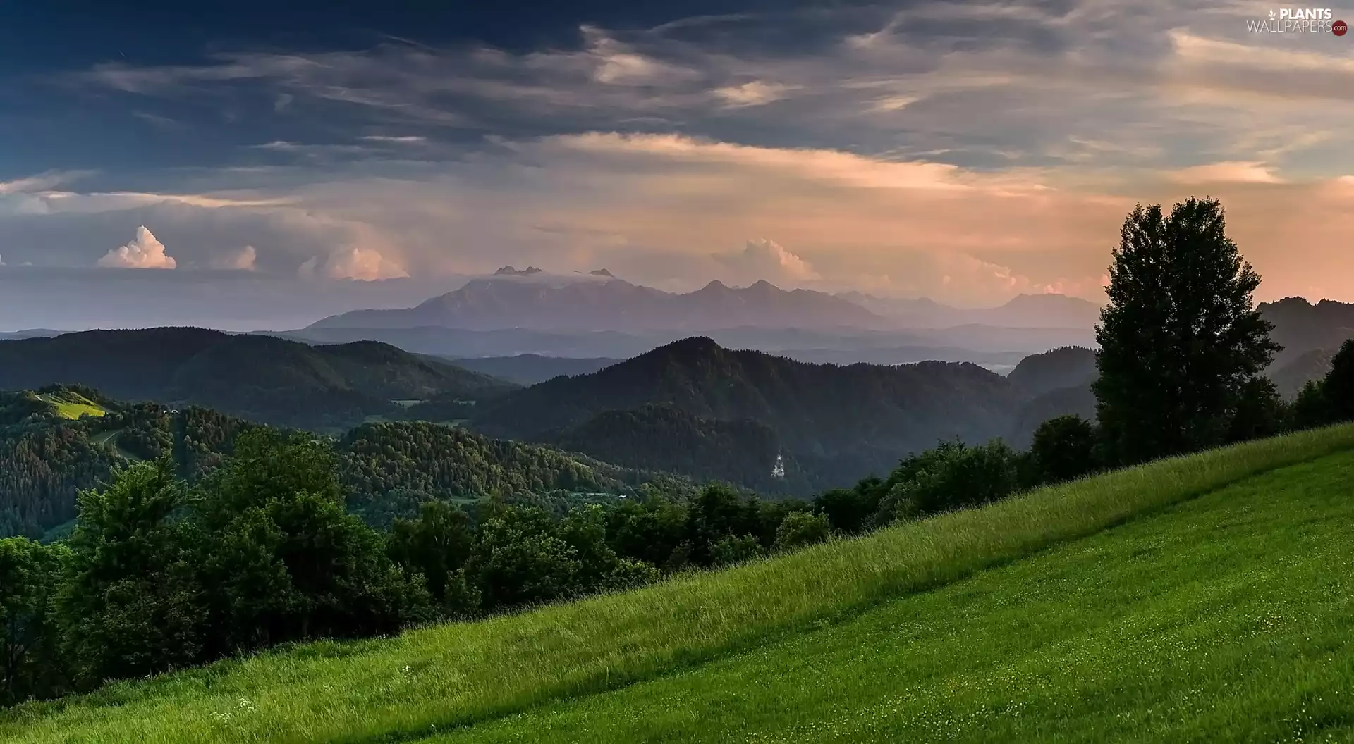 viewes, Mountains, Green, grass, Meadow, trees